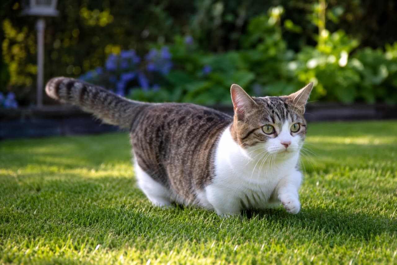 「今日も異常なしだにゃ!🐈💨 短いおみ足で一生懸命お庭のパトロールをする、働き者のマンチカンです🌿☀️」Ultra-realistic high-quality photograph of a short-legged tabby and white munchkin cat walking confidently on vibrant green grass in a sunny garden. 太陽の光が差し込む手入れされた緑の芝生の上を、尻尾を上げて短い足でご機嫌に歩くキジ白のマンチカン。背景には青い花がぼけて見える