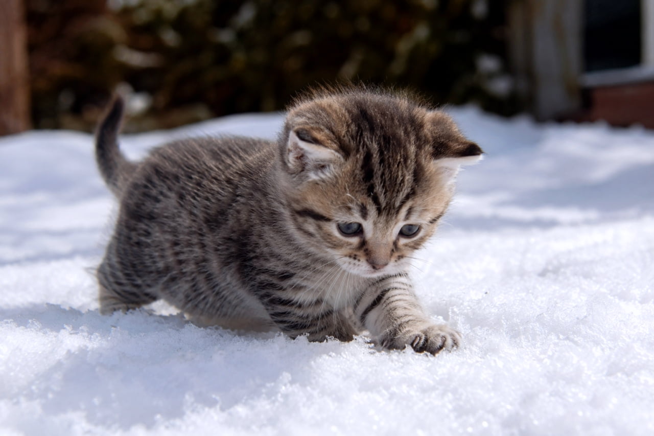 「初めての雪にドキドキ…!⛄️🐾 短い足で冷たい雪の上を一生懸命歩く小さな冒険家を応援してね❄️✨」Ultra-realistic high-quality photograph of a tiny tabby munchkin kitten cautiously walking on pure white snow, leaving small footprints. 真っ白な雪の上に小さな足跡をつけながら、短い足で慎重に一歩を踏み出しているキジトラ柄のマンチカンの子猫。雪の質感がリアルに伝わる高品質な写真