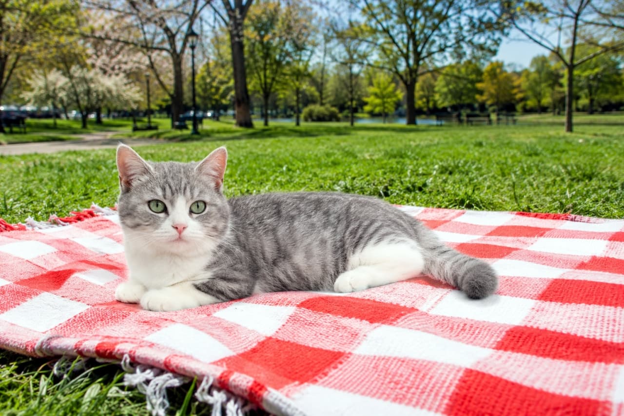 「お天気最高!ぽかぽか陽気の公園でピクニック気分🐾 短い足でくつろぐ姿にキュンとしますね🌷 #お散歩猫 #マンチカン #猫のいる暮らし」Ultra-realistic high-quality photograph of a silver tabby and white Munchkin cat lying on a red and white checkered picnic blanket in a green park. 新緑の公園の芝生の上で、赤と白のチェック柄のピクニックシートに寝そべってカメラを見つめるサバ白柄のマンチカン。高品質でリアルな写真