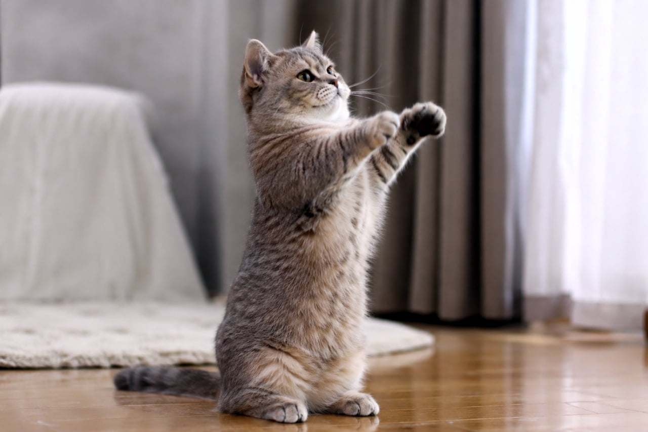 「えいっ、捕まえるにゃ!🐾 短いおててを一生懸命に伸ばすマンチカンの立ち姿が愛らしすぎる奇跡の一枚📸✨」Ultra-realistic high-quality photograph of a cute munchkin cat standing on its hind legs and reaching up with both front paws in a bright living room. 室内のフローリングで、後ろ足で器用に立ち上がり、短い両前足を上げて何かを捕まえようとしているマンチカン。明るく柔らかな光に包まれた写真