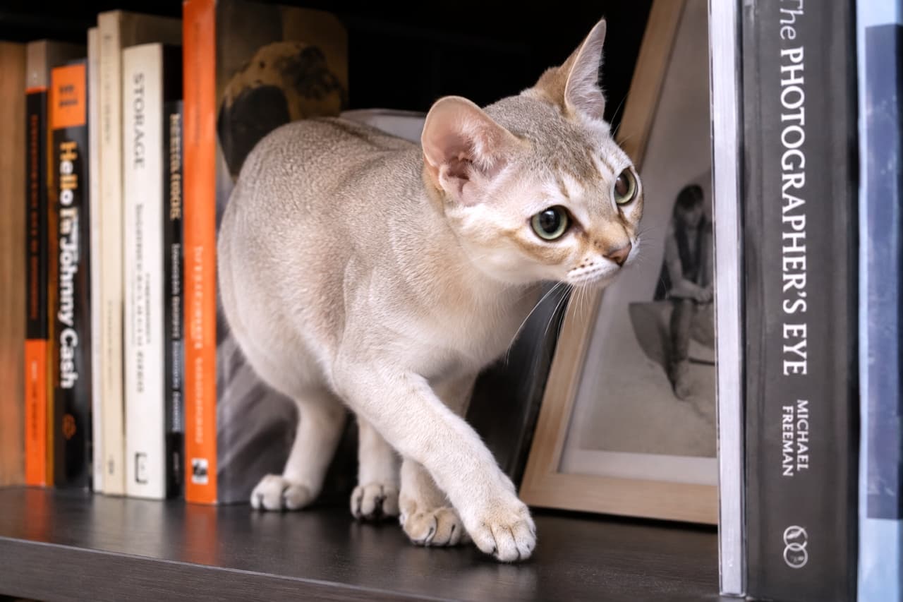「今日のパトロール隊長は本棚を探検中🐈📖 次はどの本を読もうか一緒に探してくれているのかな?✨」Ultra-realistic high-quality photograph of an inquisitive Singapura cat with a slightly silvery coat walking between art books and picture frames on a dark wooden bookshelf. The soft light highlights its large green eyes and elegant silhouette. 洋書や写真立てが並ぶシックな本棚の間を、好奇心旺盛に歩くシンガプーラの写真。少し銀色がかった美しい被毛と、何かを見つけたような輝くグリーンの瞳が印象的。本棚の隙間から差し込む光が猫の輪郭を柔らかく浮き上がらせている