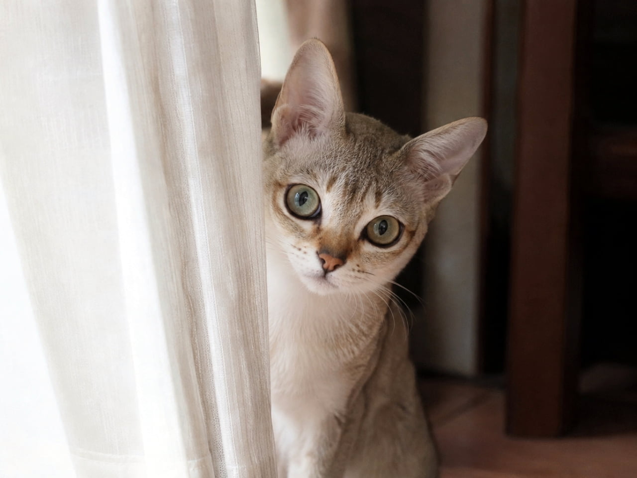 「かくれんぼ中?それともおやつ待ち?👀 カーテンの隙間からのぞくお顔が可愛すぎて反則です🐾🤍」Ultra-realistic high-quality photograph of a Singapura cat peeking curiously from behind a sheer white lace curtain. The large, expressive green eyes looking slightly upward and the contrast between the soft fabric and smooth fur create an elegant atmosphere. 透け感のある白いレースカーテンの後ろから、ひょっこりと顔を覗かせるシンガプーラの写真。大きなグリーンの瞳が少し上目遣いでカメラを捉えており、カーテンの柔らかなひだと猫のなめらかな被毛の対比が美しい、静かで上品な空間