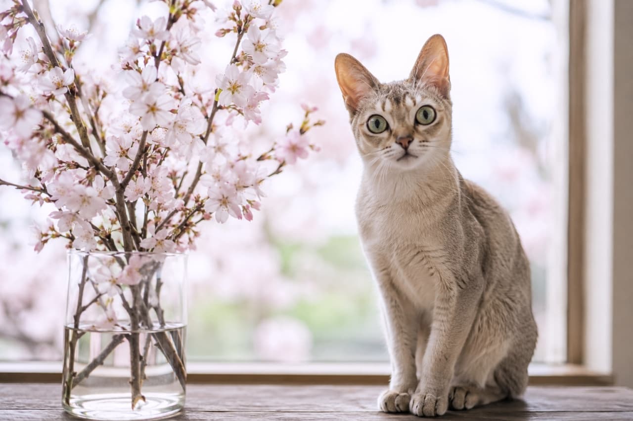 「お部屋の中にも春が来たよ🌸 ぽかぽかの窓辺でお花見を楽しむ最高の特等席だね🐈✨」Ultra-realistic high-quality photograph of a Singapura cat sitting on a wooden windowsill next to a clear glass vase filled with blooming cherry blossom branches. The soft spring light creates a beautiful harmony between the pink flowers and the cat's warm coat. 春の明るい光が差し込む窓辺に座るシンガプーラと、透明なガラスの花瓶に活けられた満開の桜の枝の写真。桜の淡いピンク色と、シンガプーラの暖かみのあるセピアアグーティの毛色が美しく調和し、穏やかで希望に満ちた春の情景を描き出している
