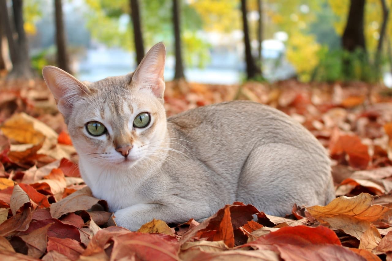 「落ち葉の絨毯で秋のお散歩を満喫中🍁 季節を感じるお出かけは、いつもよりワクワクするね🐈🐾」Ultra-realistic high-quality photograph of a Singapura cat sitting quietly on a bed of vibrant red and orange autumn leaves in a park. Its sepia agouti coat blends with the autumn colors, and its cool green eyes resonate beautifully with the greenery of the trees in the background. 色鮮やかな赤やオレンジの枯れ葉が一面に広がる秋の公園で、静かに座るシンガプーラの写真。セピアアグーティの被毛が秋の色彩に溶け込み、涼しげなグリーンの瞳が背景の木々の緑と美しく共鳴している