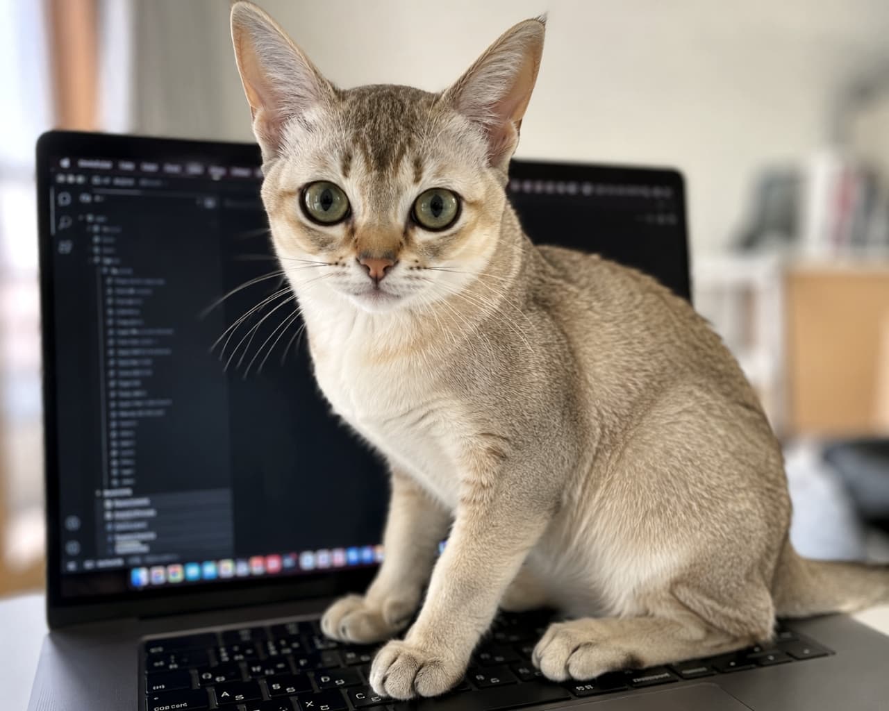 「お仕事はもう終わりにして、私と遊んでにゃ🐾💻 テレワーク中の最高の癒し(とちょっとした妨害)をお届け✨」Ultra-realistic high-quality photograph of a Singapura cat with a beautiful sepia agouti coat sitting on a black laptop keyboard, looking directly at the camera with large green eyes. A code editor is blurred in the background. 黒いノートパソコンのキーボードの上に座り、大きなグリーンの瞳でこちらをじっと見つめるシンガプーラの写真。セピアアグーティの美しい被毛が室内の柔らかな光に照らされ、画面にはコードエディタがぼんやりと映り込んでいる