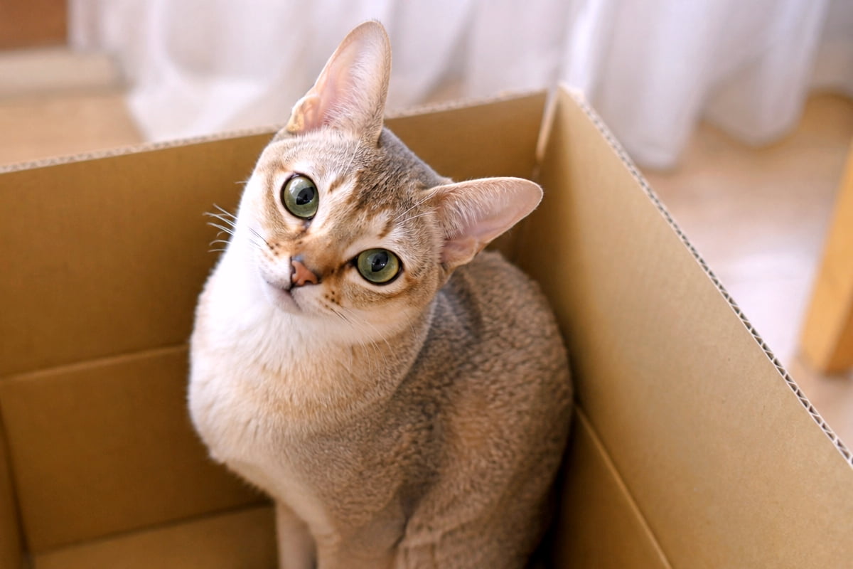 「何かご用ですか?と言いたげな表情がたまらない🐈💕 こんなお顔で見つめられたらお仕事も手につきません!」Ultra-realistic high-quality close-up photograph of a Singapura cat sitting in a cardboard box, tilting its head and looking up at the camera. The M-shaped marking on its forehead, the sepia agouti coat gradient, and clear green eyes are sharply captured. 段ボール箱の中から首を大きく傾けて、上目遣いでカメラを見つめるシンガプーラのクローズアップ写真。額のM字模様やセピアアグーティの被毛のグラデーション、透き通るようなグリーンの瞳が鮮明に捉えられている