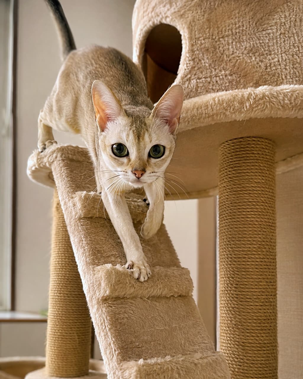 「いざ出陣!キャットタワーのてっぺんからパトロールに出発にゃ🐾 今日もお部屋の平和は私が守るよ✨」Ultra-realistic high-quality photograph of a Singapura cat descending the stairs of a beige, fluffy cat tree with a serious expression. The dynamic moment of it taking a strong step with its small body, its straight whiskers, and shining large eyes are captured. ベージュ色のモコモコとしたキャットタワーの階段を、真剣な表情で降りてくるシンガプーラの写真。小さな体で力強く一歩を踏み出す瞬間の筋肉の動きや、ピンと伸びたヒゲ、輝く大きな瞳がダイナミックに捉えられている