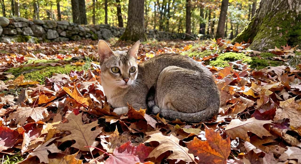 A Singapura cat with a light brown and gray coat lies alert on a bed of colorful autumn leaves in a forest clearing. Sunlight filters through tall trees, casting soft shadows across the mossy ground and a nearby stone wall, creating a peaceful outdoor scene. ライトブラウンとグレーの毛並みを持つシンガプーラ猫が、色とりどりの落ち葉の上に横たわり、森の中で警戒した様子を見せている。背後には苔むした地面と石垣が広がり、木々の間から差し込む陽光が柔らかな影を落とし、穏やかな秋の自然風景を演出している