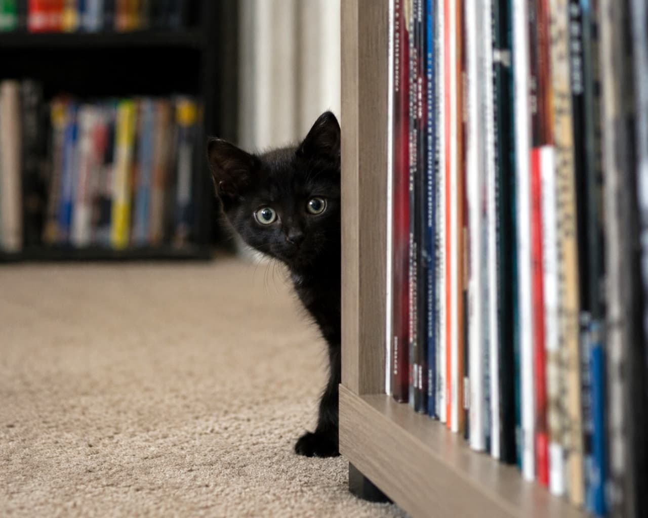 「かくれんぼ中かな？本棚の隙間からひょっこり現れた姿がたまりません！📚🐾」Ultra-realistic high-quality photograph of a curious black kitten peeking out from behind a bookshelf or CD rack. CDや本が並んだラックの隙間から、顔と前足を半分だけ出してこちらを覗き込んでいる黒い子猫の高画質写真。好奇心旺盛な表情です