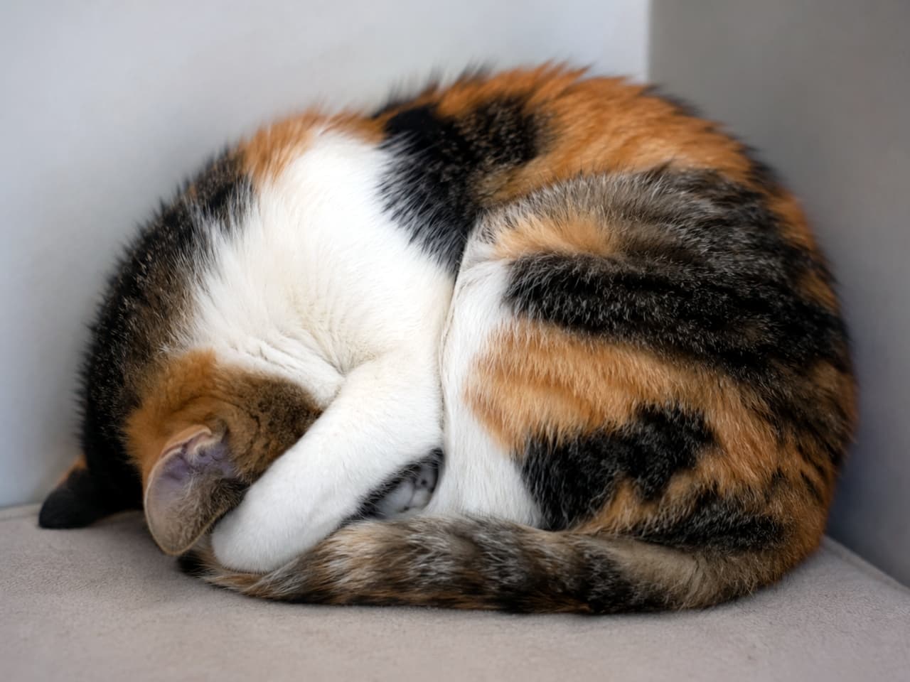 「見事なまん丸フォルム！🐾 お顔を隠して眠る「ごめん寝」スタイルが愛おしすぎて、いつまでも眺めていられます🥺💤 #猫の寝顔 #三毛猫 #にゃんこ」Ultra-realistic high-quality photograph of a calico cat sleeping peacefully, curled up tightly in a ball with its face hidden behind its paws, in the corner of a room. 部屋の隅で、顔を前足で隠すようにして完全に丸まって眠る三毛猫。安心しきった様子で、丸いシルエットとモフモフとした背中の毛並みが愛らしい
