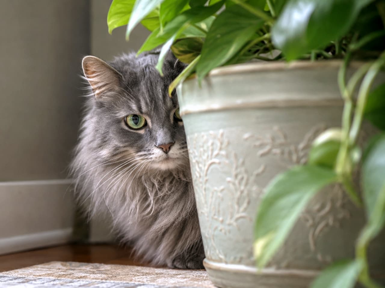 「見ーつけた！🌱✨ 観葉植物からひょっこりお顔を出す、好奇心旺盛な瞳に吸い込まれそう😍 #猫好き #にゃんすたぐらむ」Ultra-realistic high-quality close-up photograph of a fluffy gray cat hiding behind a potted houseplant, peeking through the leaves. Its beautiful green eyes are striking. 観葉植物の鉢の陰に身を隠し、葉っぱの隙間からこちらを覗き込むグレーの長毛猫のアップの高画質写真。美しい緑色の瞳が印象的