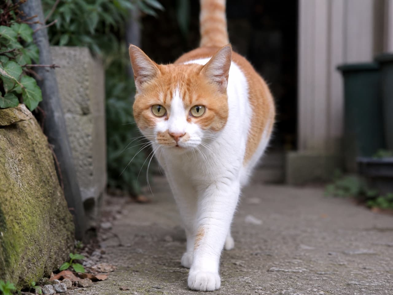 「今日も地域の平和を守るため、パトロール中ニャ！不審なおやつ（？）がないか、僕がチェックするよ🐾🚨」An ultra-realistic high-quality photograph of an orange and white cat walking down a quiet path straight toward the camera with its tail held high, captured with a natural, shallow depth of field. 静かな小道をこちらに向かってまっすぐ歩いてくる茶白（オレンジ＆ホワイト）の猫の正面ショット。尻尾を高くピンと立てており、背景には民家や緑の植物が自然なボケで写っています