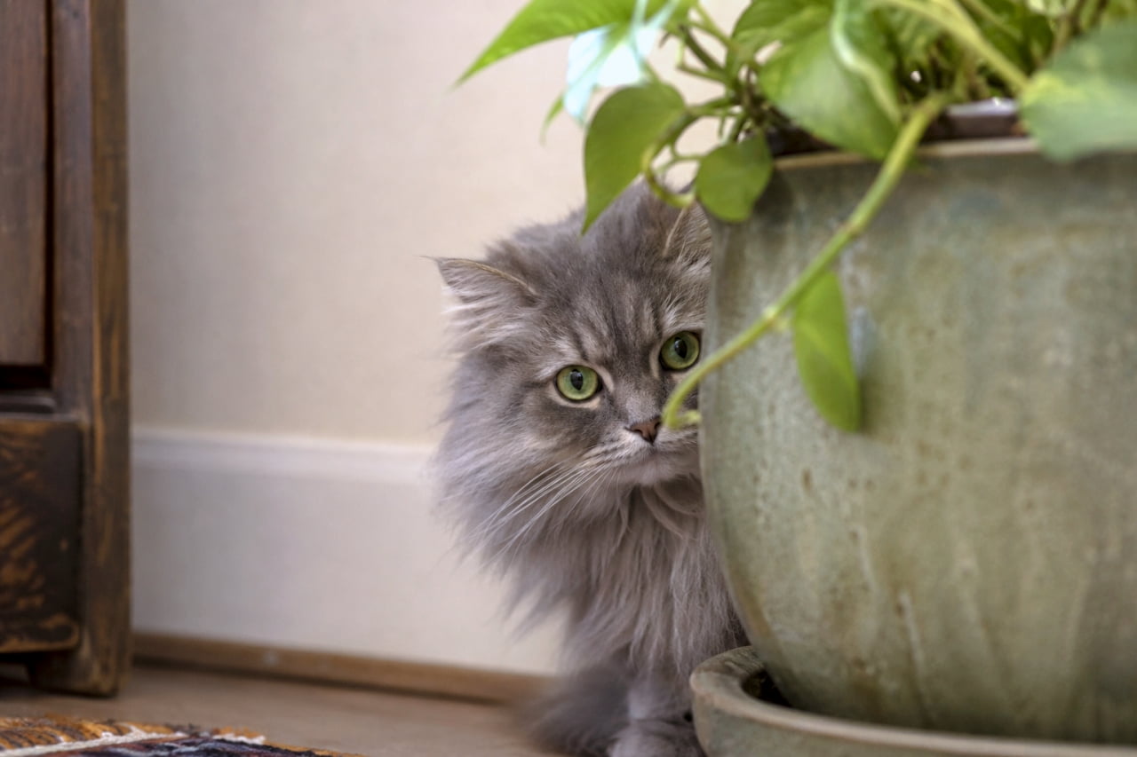 「葉っぱの陰から熱い視線を感じる…！👀🌿 かくれんぼしてるみたいなグレー猫ちゃんが愛おしい💕 #猫のいる暮らし #ペルシャ猫風」Ultra-realistic high-quality photograph of a fluffy gray cat staring intently at the camera from behind a large, antique-style potted plant in a calm indoor setting. 大きなアンティーク調の鉢植えの後ろから、こちらをじっと見つめているグレーの長毛猫の高画質写真。落ち着いたトーンの室内風景