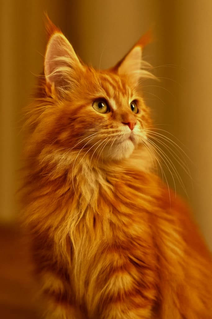 Close-up of a long-haired orange Maine Coon cat with thick fluffy fur and darker tabby stripes. The cat has large pointed ears with tufts, expressive green eyes looking slightly to the side, and a warm blurred background that complements its fur color. 濃い縞模様のふわふわした長毛を持つオレンジ色のメインクーンの猫のクローズアップ。耳の先にタフトがあり、緑の瞳で少し横を見つめる表情。毛色に調和した暖かいぼかし背景