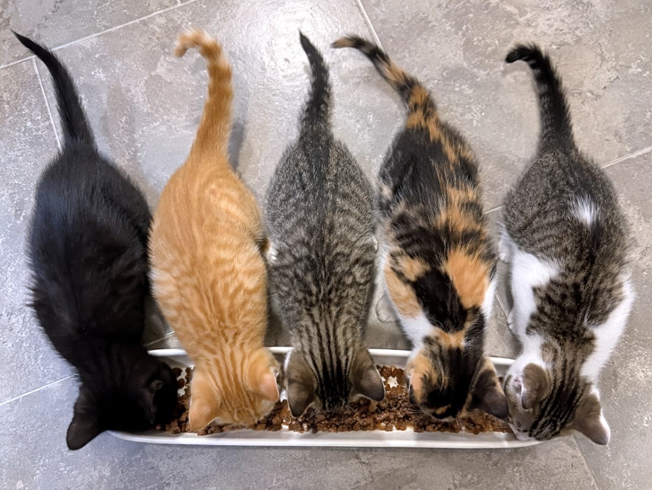 「みんなで並んでモグモグタイムのご飯🍚 お行儀よく一列に並ぶ後ろ姿と、個性豊かな毛柄に癒されちゃいます😍🐾」Ultra-realistic high-quality photograph of a candid, overhead shot of five diverse kittens (black, ginger, tabby, calico) eating from a single long bowl on a gray tiled floor, tails wiggling. 真上からのアングル（俯瞰）で捉えた、横一列に並んで細長い白い器からキャットフードを一生懸命に食べる5匹の子猫（黒、茶トラ、キジトラ、三毛、キジ白）の高画質写真。グレーのタイル床の上で、それぞれの尻尾が上を向いています