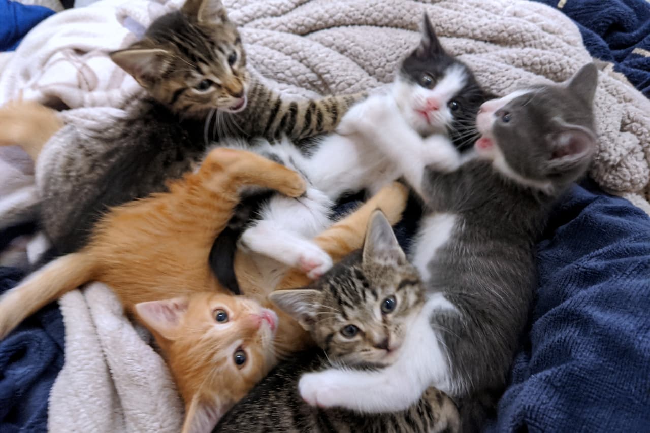 「子猫たちのわちゃわちゃタイム勃発！💥 どの子も元気いっぱいで、見ているだけで笑顔になっちゃう😆💕 #子猫 #保護猫 #ねこ部」Ultra-realistic high-quality photograph of four playful kittens of various colors (tabby, ginger, tuxedo) enthusiastically wrestling and playing together on a cozy blanket. 柔らかなブランケットの上でじゃれ合って遊ぶ4匹の子猫たち。キジトラ、茶トラ、ハチワレなど様々な柄の子猫が入り乱れ、活気あふれる楽しい瞬間を捉えている