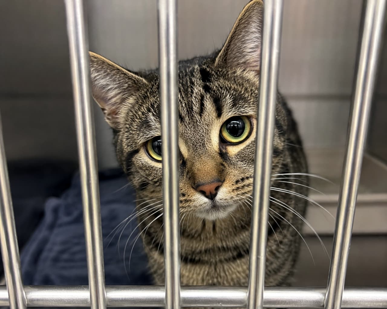 「運命の家族を待ってるにゃ🐾 まん丸なお目々で見つめられたら、もうキュンキュンが止まらない！🥺💖 #保護猫 #キジトラ #里親募集中」Ultra-realistic high-quality photograph of a tabby cat looking through the bars of a metal cage. The cat has large, expressive eyes, conveying a touching moment typical of an animal shelter. 動物保護施設などの金属製のケージ越しに、カメラをじっと見つめるキジトラ猫。大きな丸い瞳と耳の模様が特徴的で、里親との出会いを待っているような印象的な表情