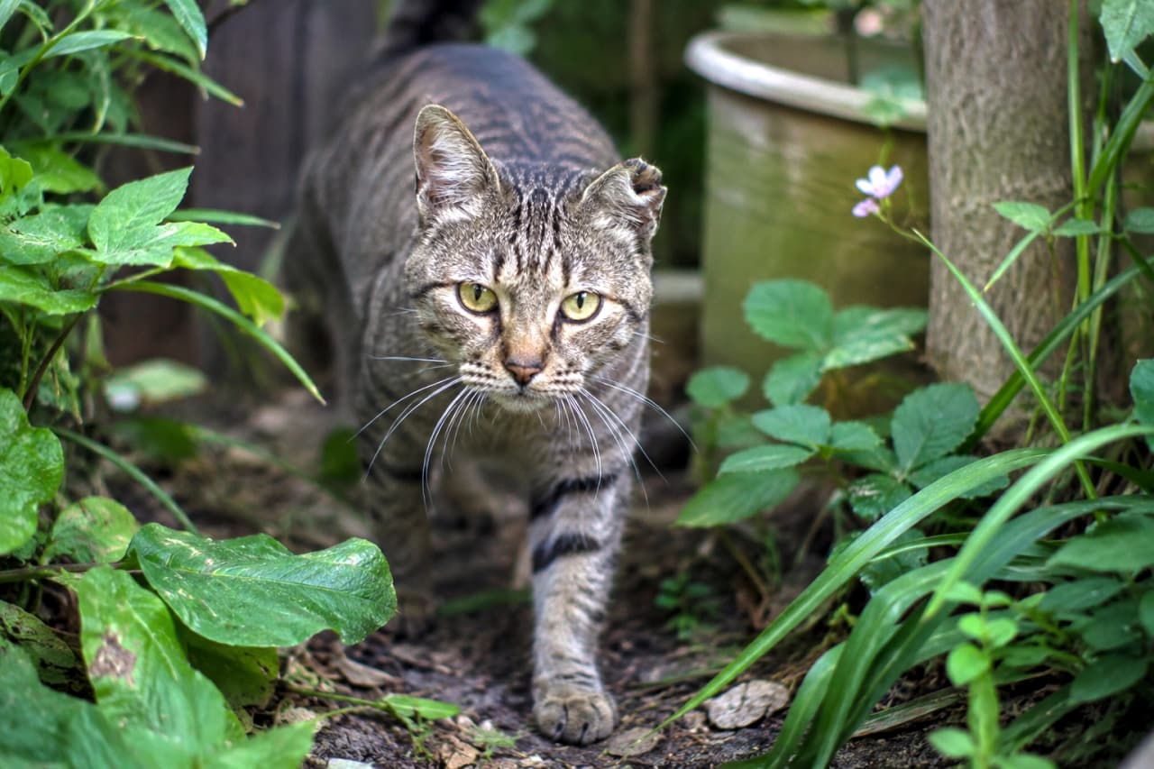 「お庭のパトロール隊長、ただいま出動中🫡🌿 緑の中を歩く姿が凛々しくてカッコいい！🐈✨」Ultra-realistic high-quality photograph of a tabby cat walking confidently towards the camera through a lush green garden path. 青々とした植物や草花が生い茂る庭の小道を、カメラに向かって堂々と歩いてくるキジトラ猫の自然な姿を捉えた高画質写真