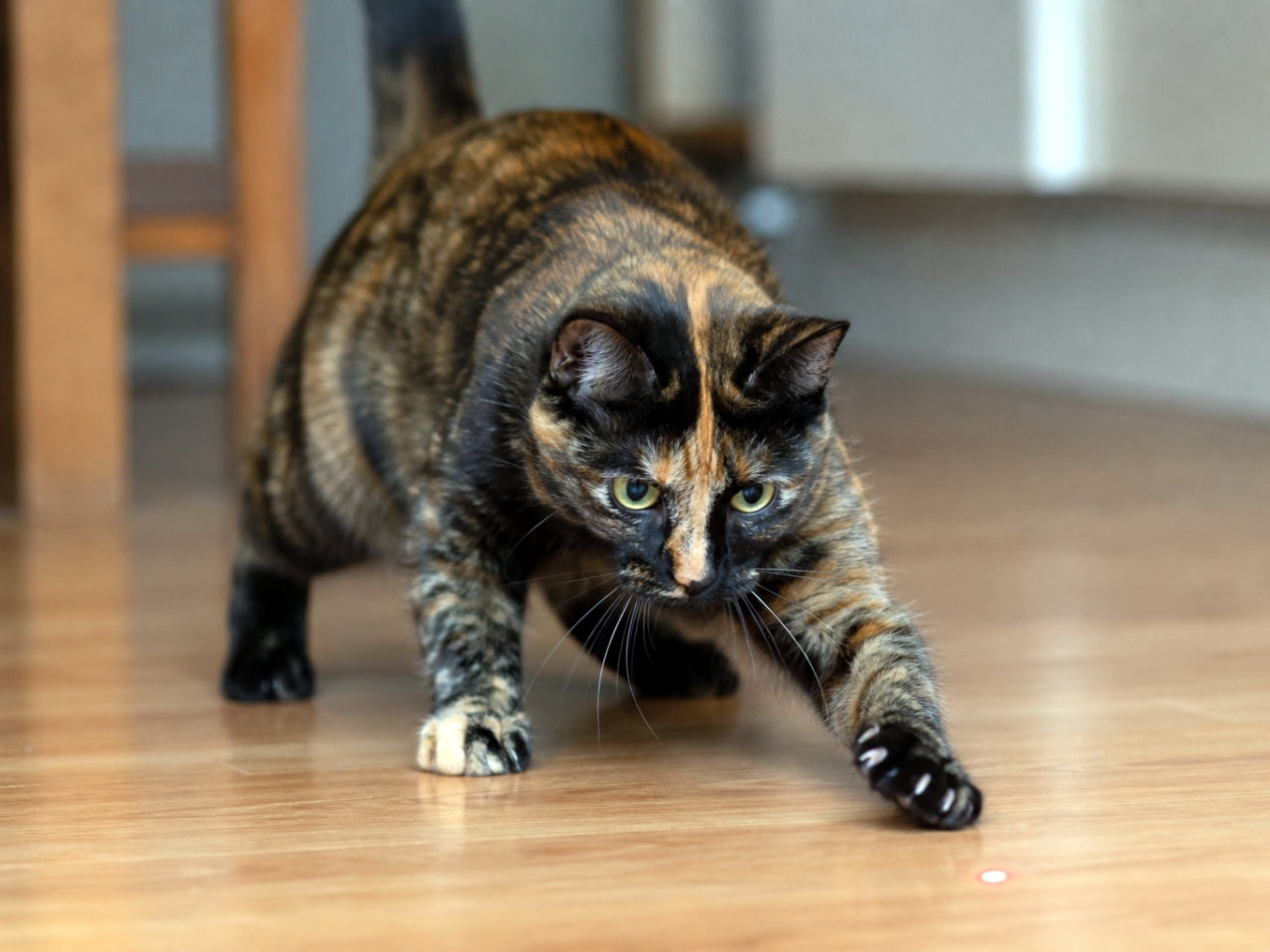 「「絶対捕まえるにゃ！」レーザーポインターに夢中な姿がたまらない😆🐾 みんなのお家でもやるかな？✨」Ultra-realistic high-quality photograph of an active tortoiseshell cat stretching its front paw to catch a red laser pointer dot on a wooden floor. フローリングの床に映る赤いレーザーポインターの光を真剣な表情で狙い、前足を伸ばして捕まえようとするサビ猫の躍動感あふれる高画質写真
