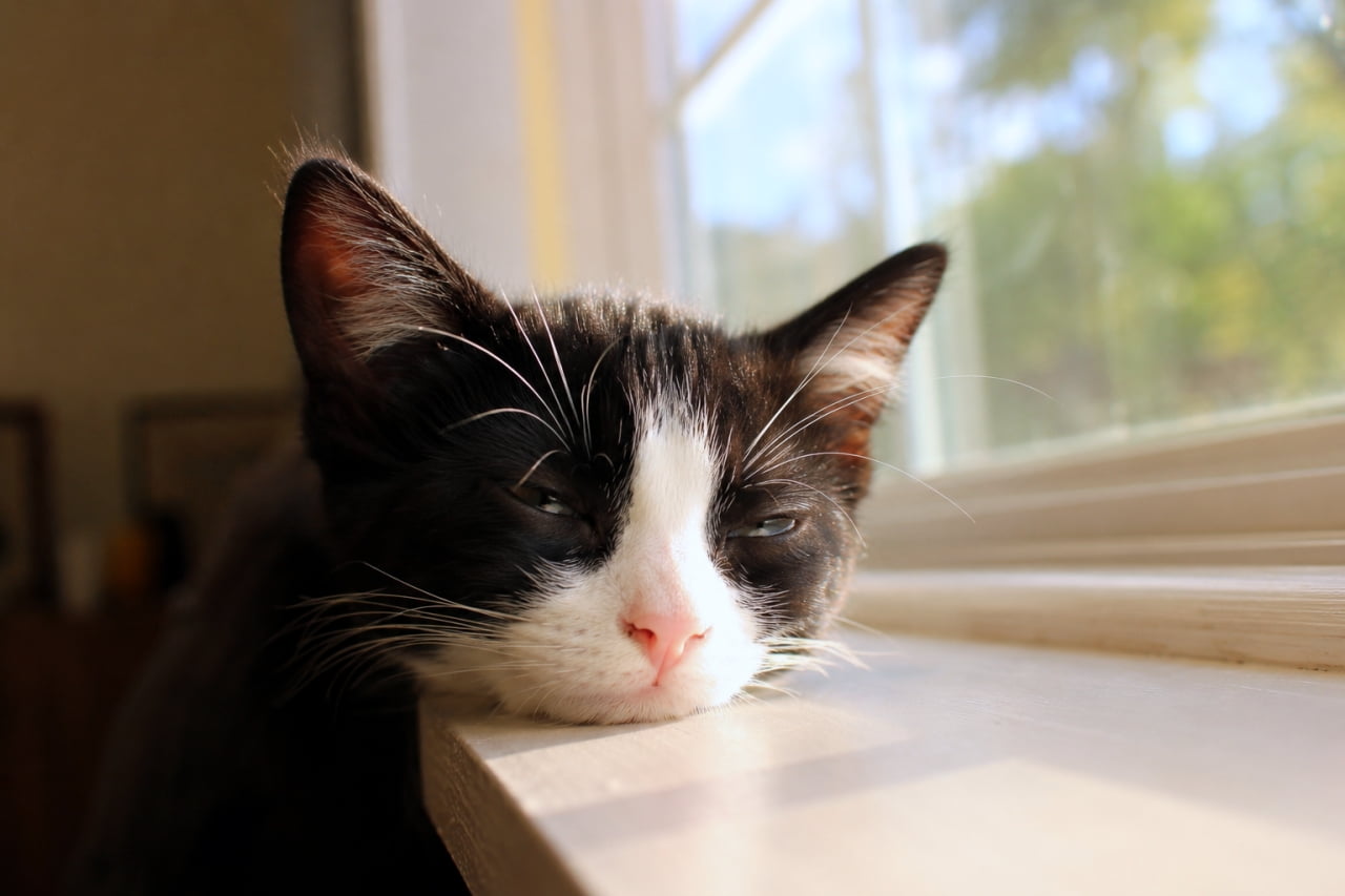 「お日様のポカポカパワーで、おめめがとろ〜ん☀️ 窓辺は特等席だにゃん🐾 良い夢見てね💤 #ハチワレ #お昼寝猫」Ultra-realistic high-quality photograph of a black and white tuxedo kitten dozing off with its chin resting on a bright windowsill, bathed in soft natural sunlight. 明るい窓辺の枠に顎を乗せて、うとうとと目を閉じかけている黒白のハチワレ子猫。柔らかな自然光が猫の顔とヒゲを明るく照らしている