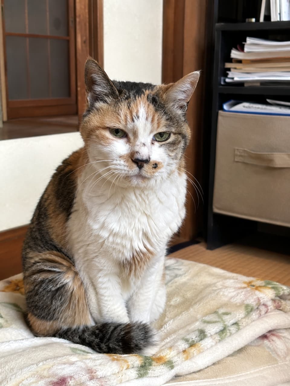 「座布団の上が特等席ニャ🐾 まったりくつろぐ三毛猫師匠の、この落ち着いたお顔が最高です🍵🍡」Ultra-realistic high-quality photograph of a calico cat sitting calmly on a cushion with a floral blanket in a Japanese-style room, looking slightly sleepy. 落ち着いた和風の室内で、花柄の毛布を敷いた座布団の上にちょこんと座る三毛猫。少し眠たそうな、穏やかな表情をしている