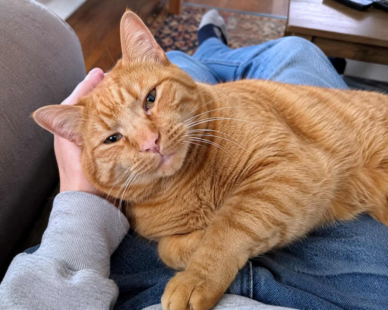 「大好きな膝の上は、世界で一番安心できる場所🧡 飼い主さんを見つめるトロトロのお顔に癒されます🫠✨ #茶トラ #猫のいる幸せ」Ultra-realistic high-quality photograph of a chubby ginger cat looking completely relaxed and loved while resting on its owner's lap and being petted. ジーンズを履いた飼い主の膝の上に乗り、頭を撫でられてうっとりとした表情を浮かべるふくよかな茶トラ猫。人と猫の強い絆とぬくもりが感じられる構図