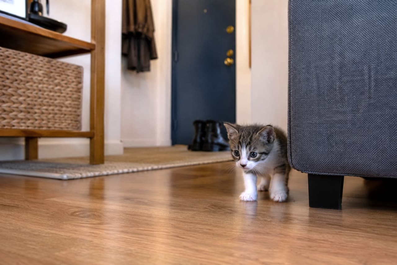 「ここが、ボクの新しいお家?ドキドキの大冒険、はじまるニャ!🐾🏠✨ #子猫 #キジ白 #お家探検 #好奇心 #猫のいる生活」Ultra-realistic high-quality photograph capturing a tabby and white kitten taking its first steps out from the shadow of a grey sofa leg onto a wooden floor. The kitten's wide-eyed, innocent face is filled with curiosity and a hint of caution. The background shows a cozy living room with a wooden shelf, a basket, a navy-blue door, and boots, creating a warm, everyday atmosphere. The soft fur and wood grain are sharply rendered. 木目のフローリングの上を、物陰からおぼつかない足取りで歩き始めた、キジ白(タビー&ホワイト)の子猫。グレーのソファの脚元(影)から光のある方へ向かって踏み出しており、そのあどけない表情と大きな目が好奇心と少しの警戒心を映している。背景には、木製の棚とカゴ、紺色のドア、ブーツが見え、日常の温かみのあるリビングルームの風景が広がる。子猫の柔らかい被毛と、床の質感が鮮明に捉えられた、リアルで愛らしい高画質な写真