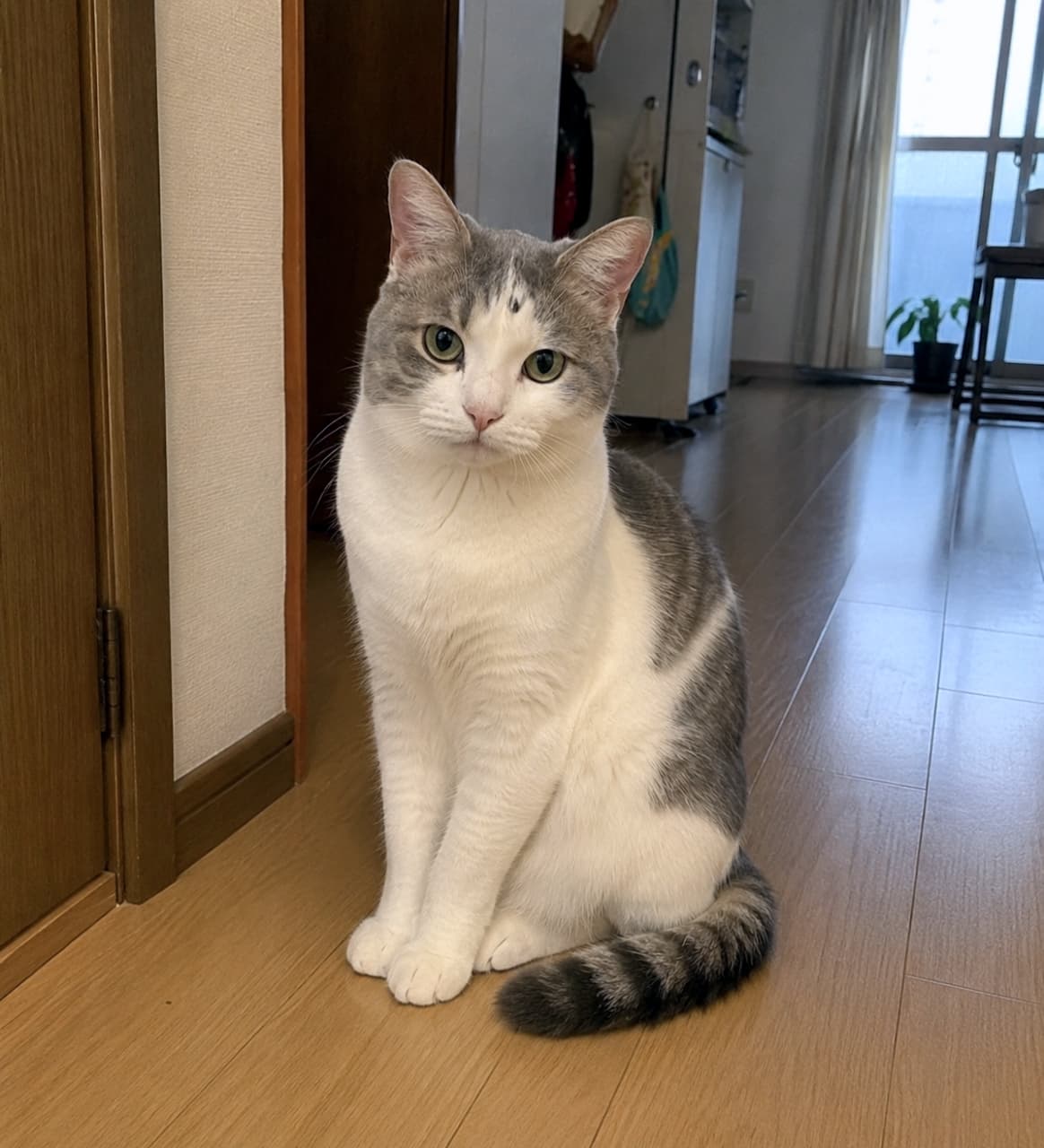 「「おかえりにゃさい」ってお出迎えしてくれているみたい🏠🐾 揃えた前足がお行儀よくてキュンとしますね✨ #サバ白 #お出迎え猫」Ultra-realistic high-quality photograph of a silver tabby and white cat sitting politely on a wooden floor, looking calmly at the camera in a cozy home environment. フローリングの廊下で、前足を揃えて行儀よくお座りをしてカメラを真っ直ぐに見つめるサバ白(グレーと白)の猫。背景には生活感のある部屋のドアや窓が見える