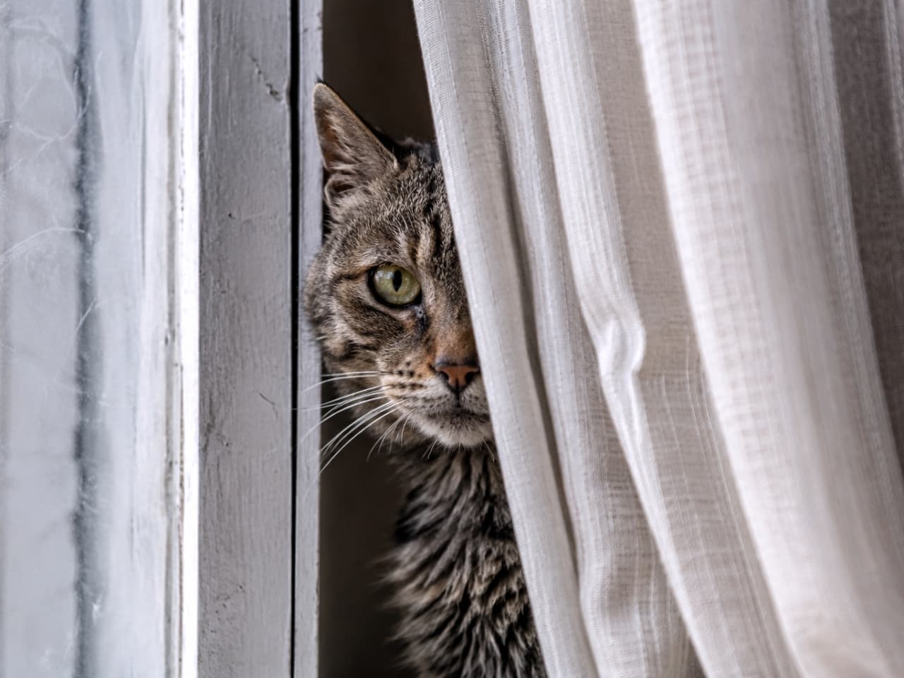 「家政婦は見たニャ…🐈⬛🔍 カーテン越しの熱い視線に、思わずドキッとしちゃう瞬間ですね💓」Ultra-realistic high-quality photograph, a close-up of a tabby cat peeking out through a gap in a white curtain by a window, looking sharply at the viewer. 窓辺の白いカーテンの隙間から、顔の半分を出してこちらを鋭く見つめるキジトラ猫のクローズアップ写真