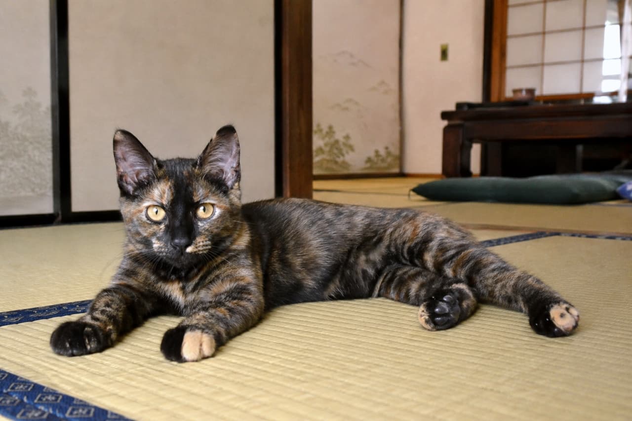 「畳の上でごろんとリラックス🐾和の空間にサビ猫ちゃんの美しい模様がよく映えますね⛩️✨ #サビ猫 #和室」Ultra-realistic high-quality photograph of a beautiful tortoiseshell cat relaxing on tatami mats in a traditional Japanese room. 障子のある和室の畳の上に寝転がり、カメラをじっと見つめる個性的な柄のサビ猫