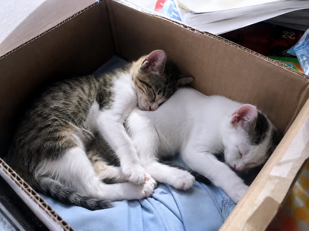 「段ボール箱のベッドでスヤスヤ💤 ぴったりくっついて眠る子猫たち、天使のような可愛さです👼💕」Ultra-realistic high-quality photograph of two kittens, one tabby-and-white and one white-with-tabby-spots, sleeping soundly snuggled together on a blue cloth inside a cardboard box. 段ボール箱の中に敷かれた青い布の上で、キジ白と白キジの2匹の子猫が体を寄せ合ってすやすやと眠っている様子