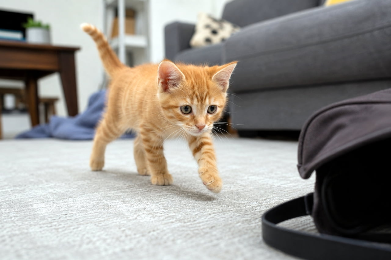 「しっぽをピンと立てて、今日もお部屋の大冒険へ出発進行！🐾一歩一歩が愛おしすぎて目が離せません🥺💕」Ultra-realistic high-quality photograph of a playful orange tabby kitten exploring a living room, walking forward on a grey carpet with its tail raised high. リビングのグレーのカーペットの上を、尻尾をピンと立ててこちらに向かってトコトコと歩いてくる茶トラの子猫。手前にはバッグが写り込み、子猫の冒険心をくすぐるローアングルな構図です