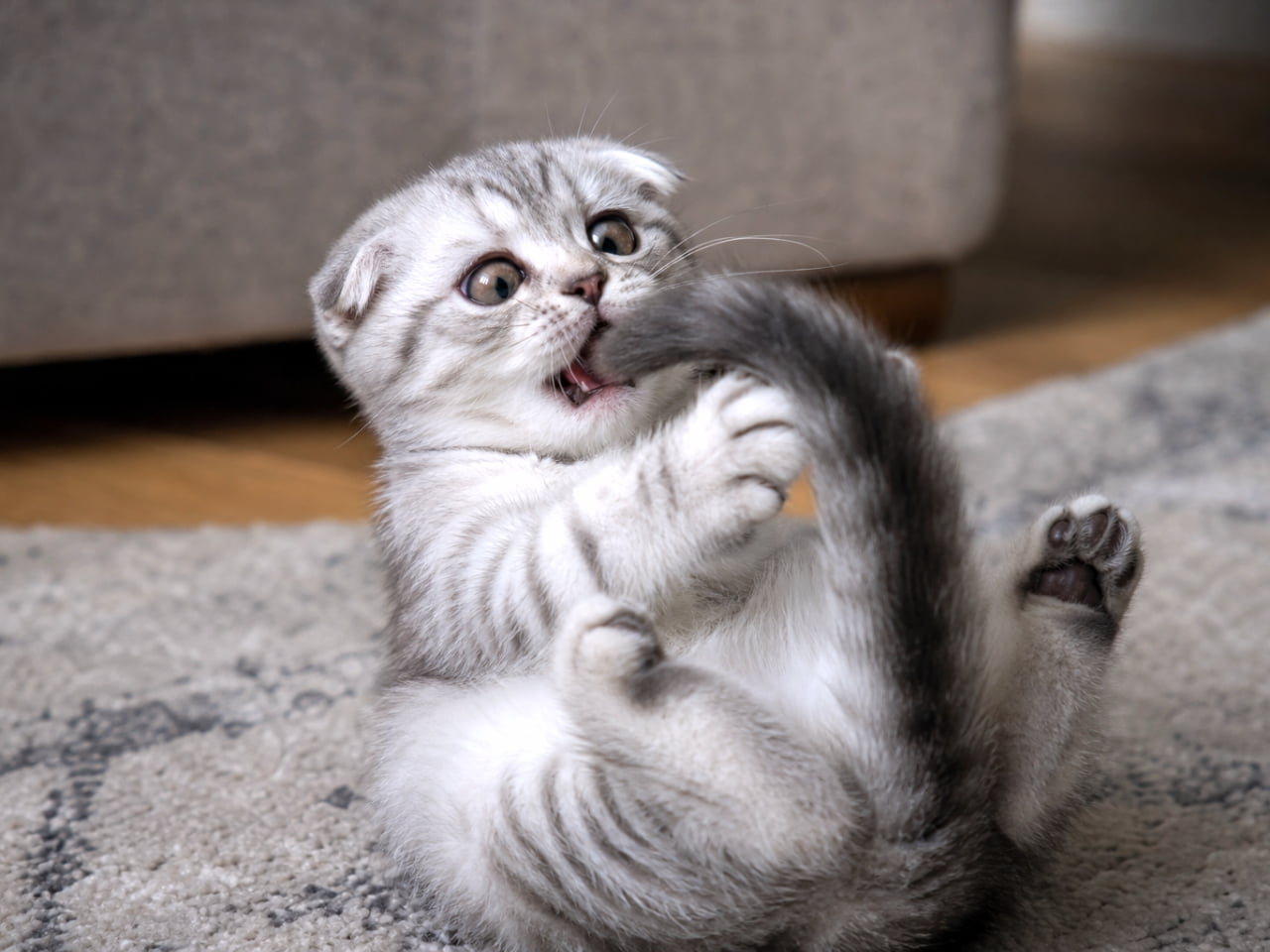 「ガブッ！と大物ゲットニャ！🐾💕 自分の尻尾に大興奮でおどける姿、この顔はもう奇跡の瞬間！ #猫画像 #スコティッシュフォールド #おもしろい」An ultra-realistic, high-quality photograph, a extreme close-up of a silver tabby Scottish Fold kitten with folded ears on its back on a blue and green plaid rug, bringing its tail to its mouth and opening its mouth wide to bite it. The kitten's eyes are wide to the limit, showing a dramatic expression of surprise and excitement. It is gripping the tail with its front paws and its rear paws are raised, showing pink paw pads. The background stone fireplace, bookshelf, and window are deeply blurred, concentrating all focus on the kitten's face and action. Sharp and textural details. シルバータビーのスコティッシュフォールドの子猫が、青と緑のチェック柄のラグの上で仰向けになり、自分の尻尾を口に運んで、大きく口を開けて噛みつこうとしている姿の超クローズアップ写真。子猫の目は限界まで大きく見開かれ、驚きと興奮が入り混じった劇的な表情をしている。前脚で尻尾を掴み、後脚は肉球を見せて上げている。背景の石造りの暖炉、本棚、窓はさらに深くボケて、子猫の顔の表情と行動に視線が集中する。鮮明で質感のある描写