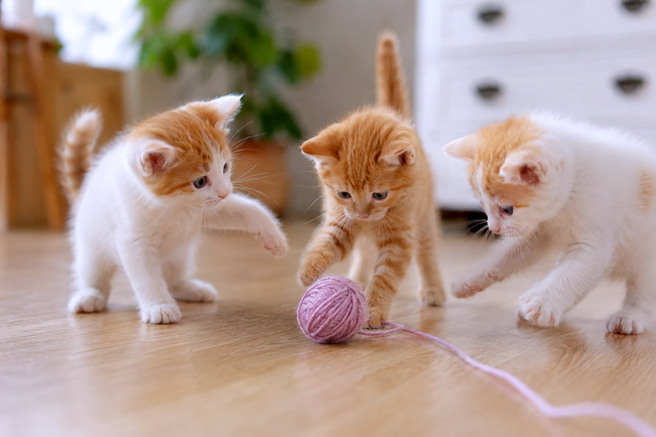 「「この不思議な丸いのはにゃんだ？」👀🧶 みんなで興味津々！✨ #猫部 #子猫の成長 #好奇心旺盛」Ultra-realistic high-quality photograph of three playful ginger and white kittens interacting with a pink yarn ball on a wooden floor in a cozy room. Ultra-realistic high-quality photograph of three playful ginger and white kittens interacting with a pink yarn ball on a wooden floor in a cozy room. Ultra-realistic high-quality photograph of three playful ginger and white kittens interacting with a pink yarn ball on a wooden floor in a cozy room. Ultra-realistic high-quality photograph of three playful ginger and white kittens interacting with a pink yarn ball on a wooden floor in a cozy room. 木の床の上で、ピンクの毛糸玉を囲んでじゃれ合う3匹の茶白の子猫たち。背景にはインテリアの棚がボケて写っている