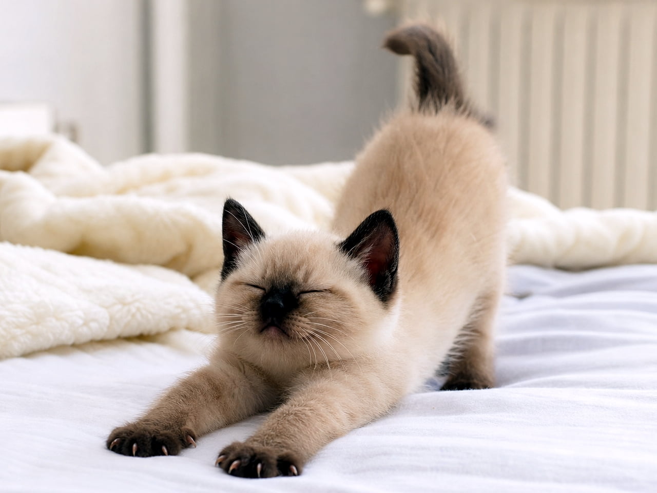 「朝のルーティンは「むにゃ〜」と全身ストレッチ🐾シャムの子猫ちゃんの愛らしい姿に癒やされる朝☀️」An ultra-realistic high-quality photograph of a small, plump Siamese kitten on a white bed sheet. The kitten has its eyes closed in a sleepy grimace, stretching its entire body. Front legs are pushed forward, rear end is raised, and the tail is straight up. Natural light highlights the soft coat. Background is a softly blurred bedroom. 白っぽい布団の上で、シャムの子猫が目を閉じて「むにゃ〜」と全身を伸ばしている。前脚を前に突き出し、お尻を上げ、尻尾も直立。自然光の下、柔らかい被毛の質感が詳細に描写され、背景は明るくぼやけている