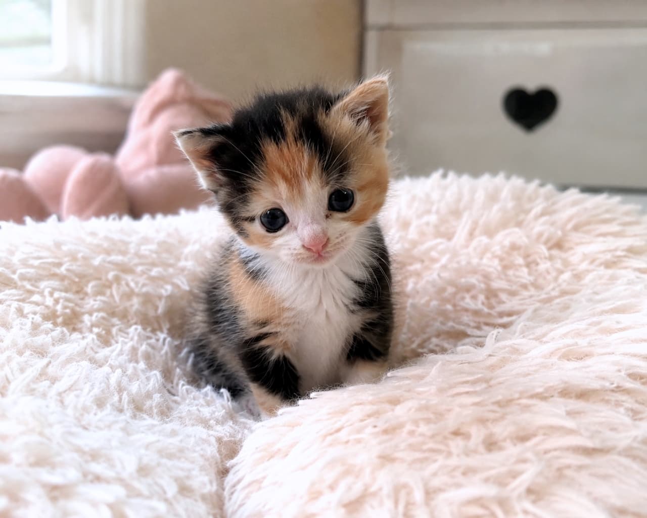 「守ってあげたくなるサイズ感🍼 ふわふわベッドでどんな夢を見るのかな？💭✨」Ultra-realistic high-quality photograph of a tiny calico kitten sitting on a fluffy white cushion, looking adorable. 真っ白でふわふわなクッションの上にちょこんと座る、小さな三毛の子猫の高画質写真。背景には薄ピンクのアイテムが見えます