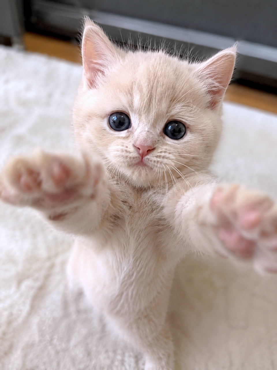 「ぎゅーってしてほしいにゃ🐾💕カメラに向かって全力で手を伸ばす子猫の姿にメロメロ間違いなし😍」Ultra-realistic high-quality photograph of a cute cream-colored kitten reaching its paws towards the camera, showing soft pink toe beans. クリーム色の子猫がカメラに向かって両手をいっぱいに伸ばしている瞬間を捉えた、超リアルで高品質な写真。可愛らしいピンクの肉球が見えている