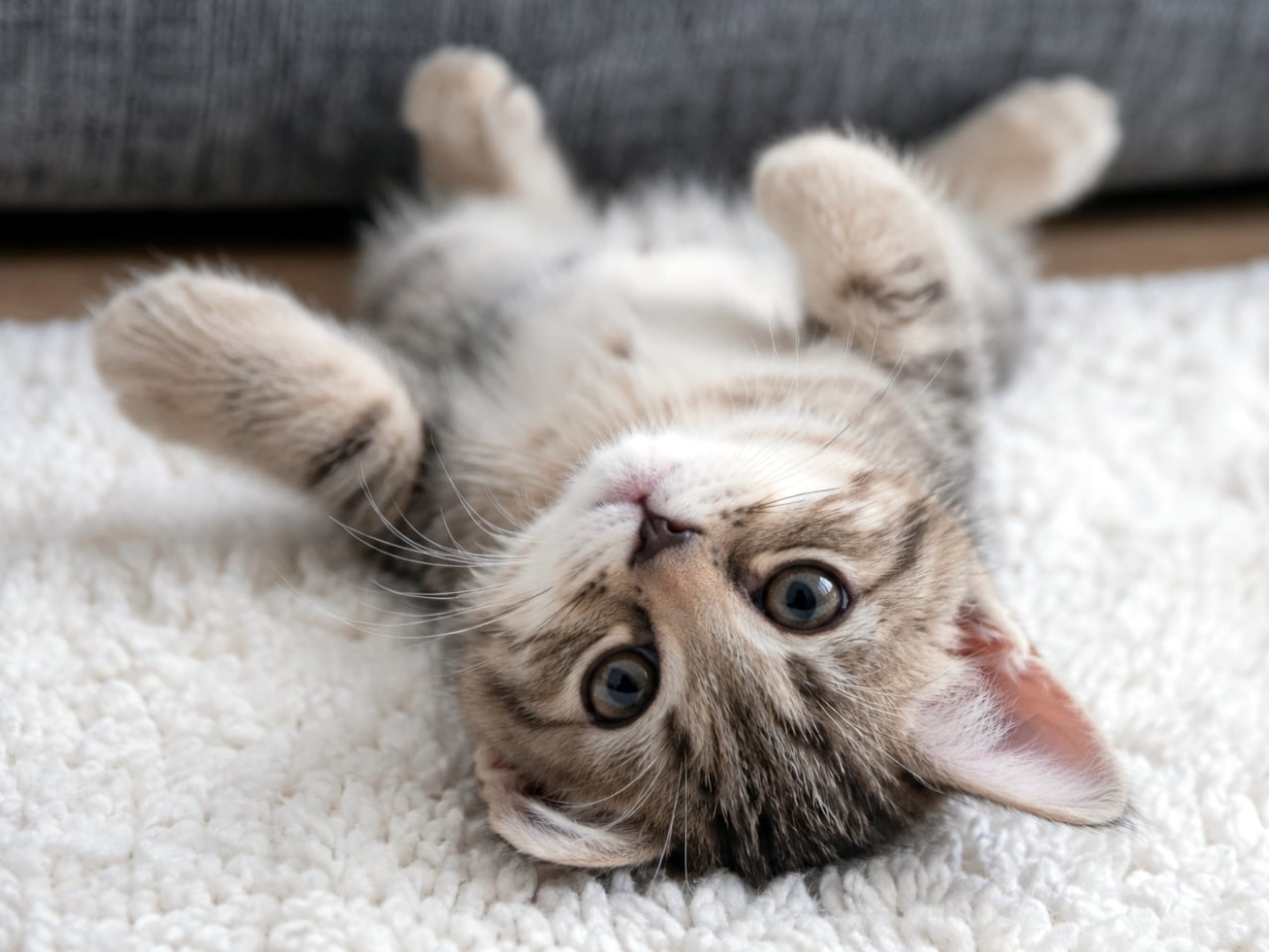 「遊んでニャ〜！の「へそ天」ポーズ🐾 この無防備さには勝てませんっ😆💖 #へそ天 #猫好きさんと繋がりたい」An ultra-realistic high-quality photograph of a cute tabby kitten lying on its back on a fluffy white rug, looking up with an adorable expression. 白いふわふわのラグの上で仰向けになり、こちらを見上げるキジトラの子猫。無防備なポーズと愛らしい表情を捉えた高品質な写真