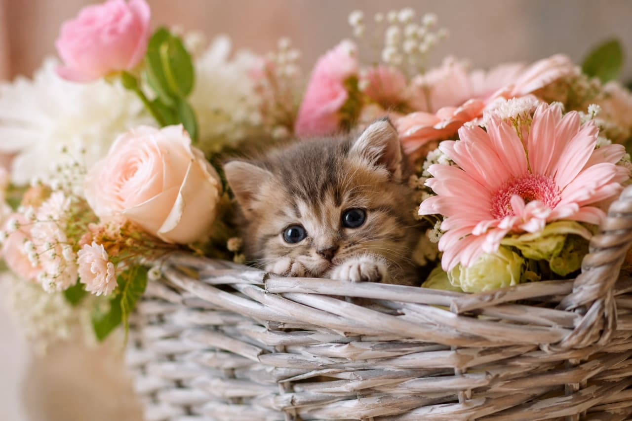 「お花畑からひょっこりにゃん🌷🧺花カゴと子猫の最高にメルヘンな組み合わせに癒やされて🐈💐」Ultra-realistic high-quality photograph of a tiny tabby kitten peeking out from a woven basket filled with beautiful pink gerberas, roses, and other flowers. ピンクのガーベラや薔薇など、たくさんの花で飾られたカゴの中からひょっこり顔を出すキジトラ子猫の、超リアルで高品質な写真