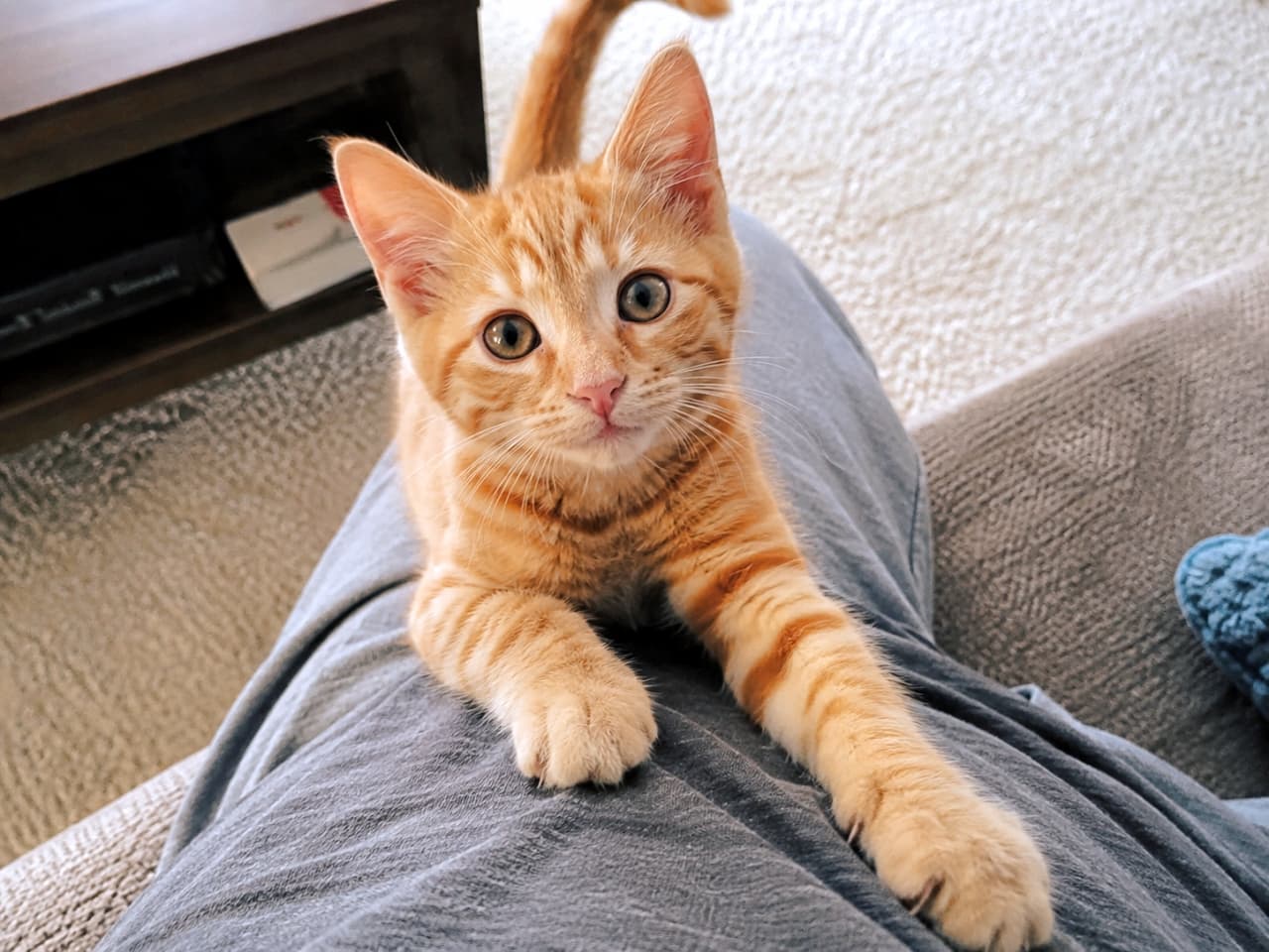 「「遊んでくれる？」って見つめられたら断れない🥺お膝の上は大好きな特等席だね🛋️ #茶トラ子猫 #甘えん坊」Ultra-realistic high-quality photograph of an orange tabby kitten relaxing on a person's lap on a sofa, looking up at the camera with its paws extended. ソファに座る人の膝の上でくつろぎながら、前足を伸ばしてカメラを見上げる愛らしい茶トラの子猫