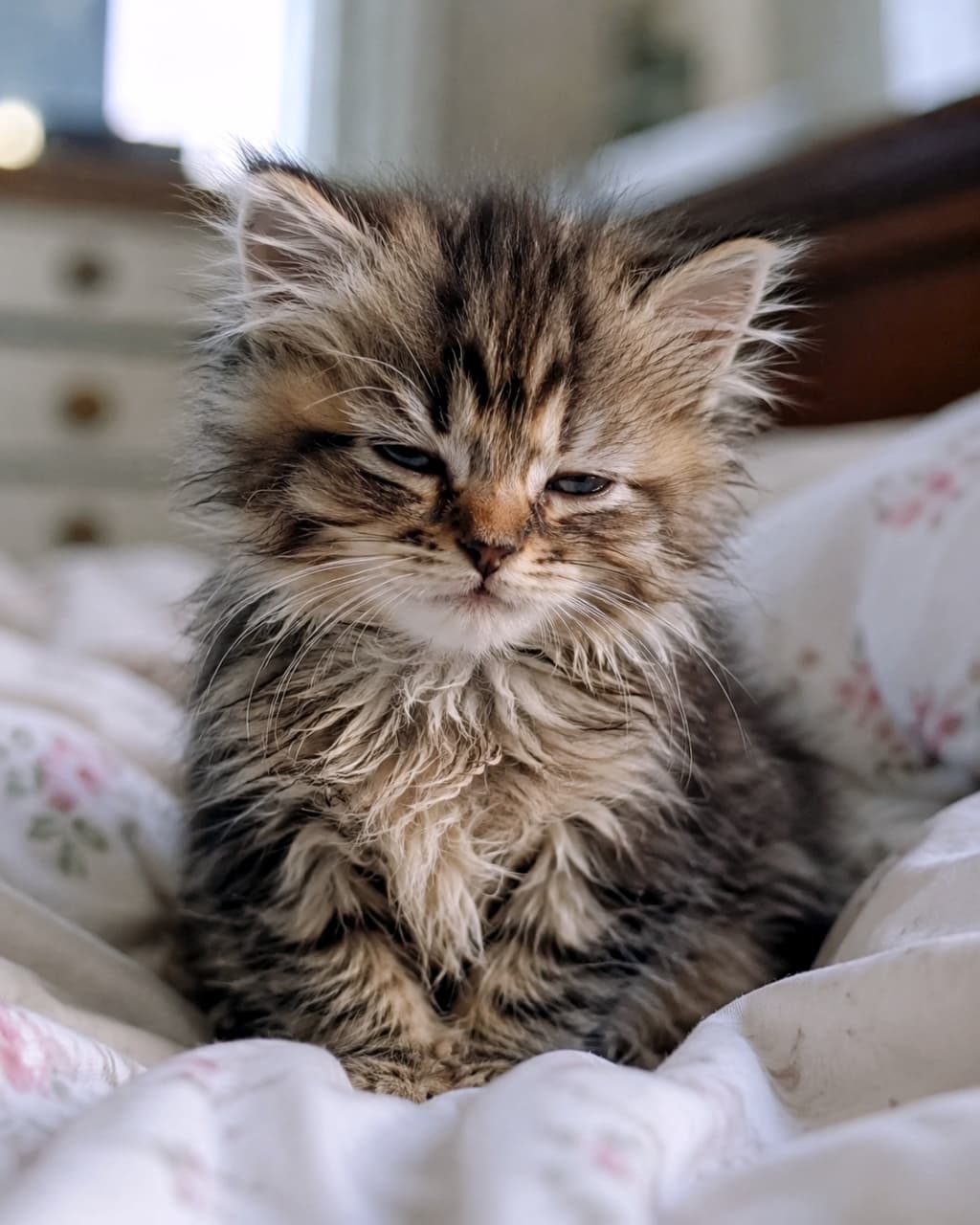 「まだ眠いニャ〜🥱 寝起きのボサボサ毛がたまらなく愛おしい朝のひととき☀️🛌 #おねむ猫 #寝起き」An ultra-realistic high-quality photograph of a sleepy fluffy tabby kitten on a soft bed, with its eyes half-closed and messy fur realistically captured. ベッドの柔らかな布団の上で、目を細めて眠そうにしている長毛キジトラの子猫。寝起きのボサボサとした毛並みがリアルに表現された高品質な写真
