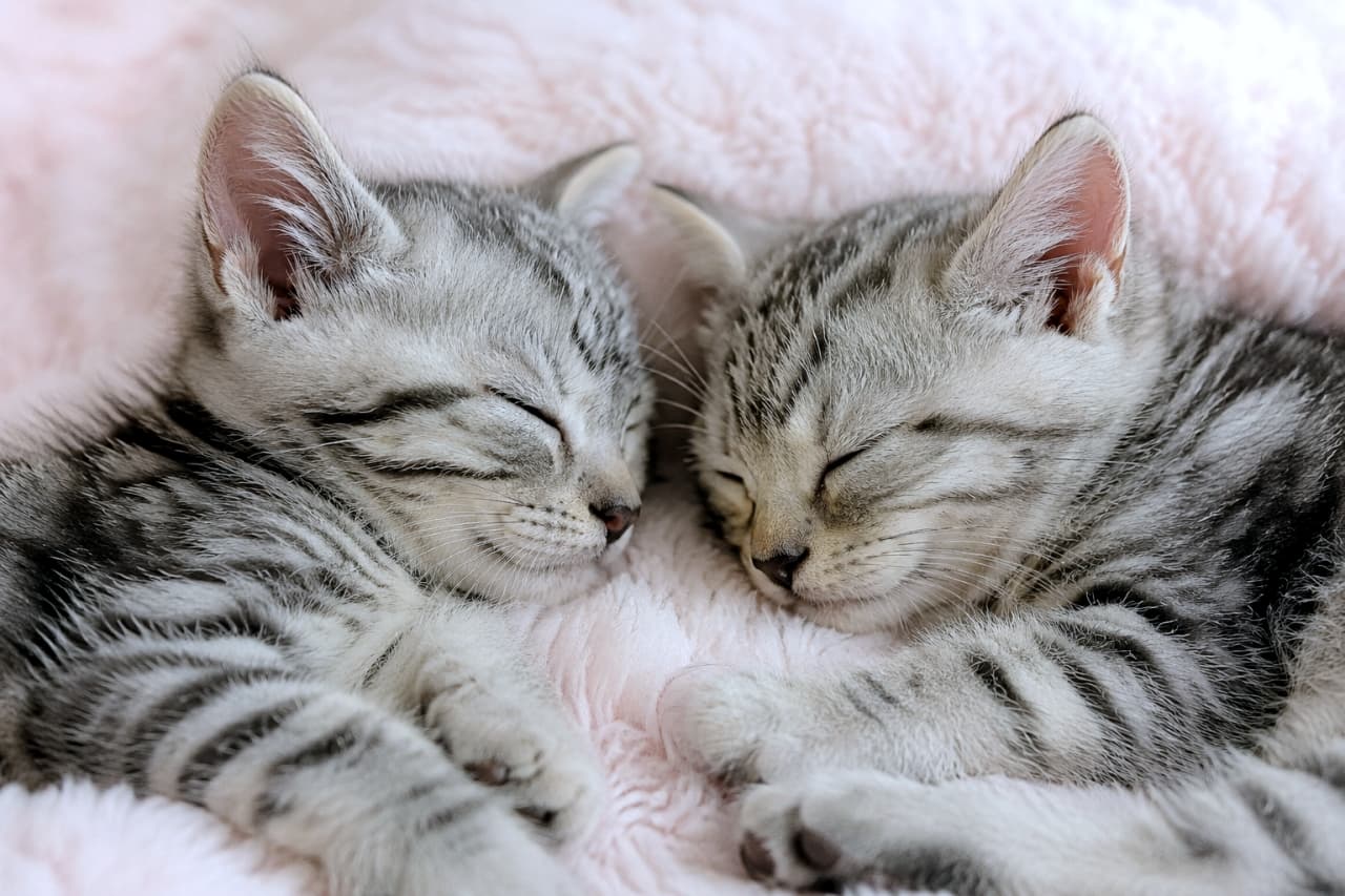 「ぴったり寄り添う姿にキュン死寸前！優しく眠るシルバータビーの双子ちゃん子猫に癒やされてね🥰✨」An ultra-realistic high-quality photograph of two silver tabby kittens sleeping side-by-side on a light pink fluffy blanket, capturing their ultra-soft fur texture and peaceful sleeping faces. 優しいピンク色のボア毛布の上で、2匹のシルバータビーの子猫が並んで眠っている写真。左の子猫は完全に目を閉じ、右の子猫もすぐ隣で同じように顔を近づけて静かに眠っており、柔らかな毛並みの質感が鮮明に写っている