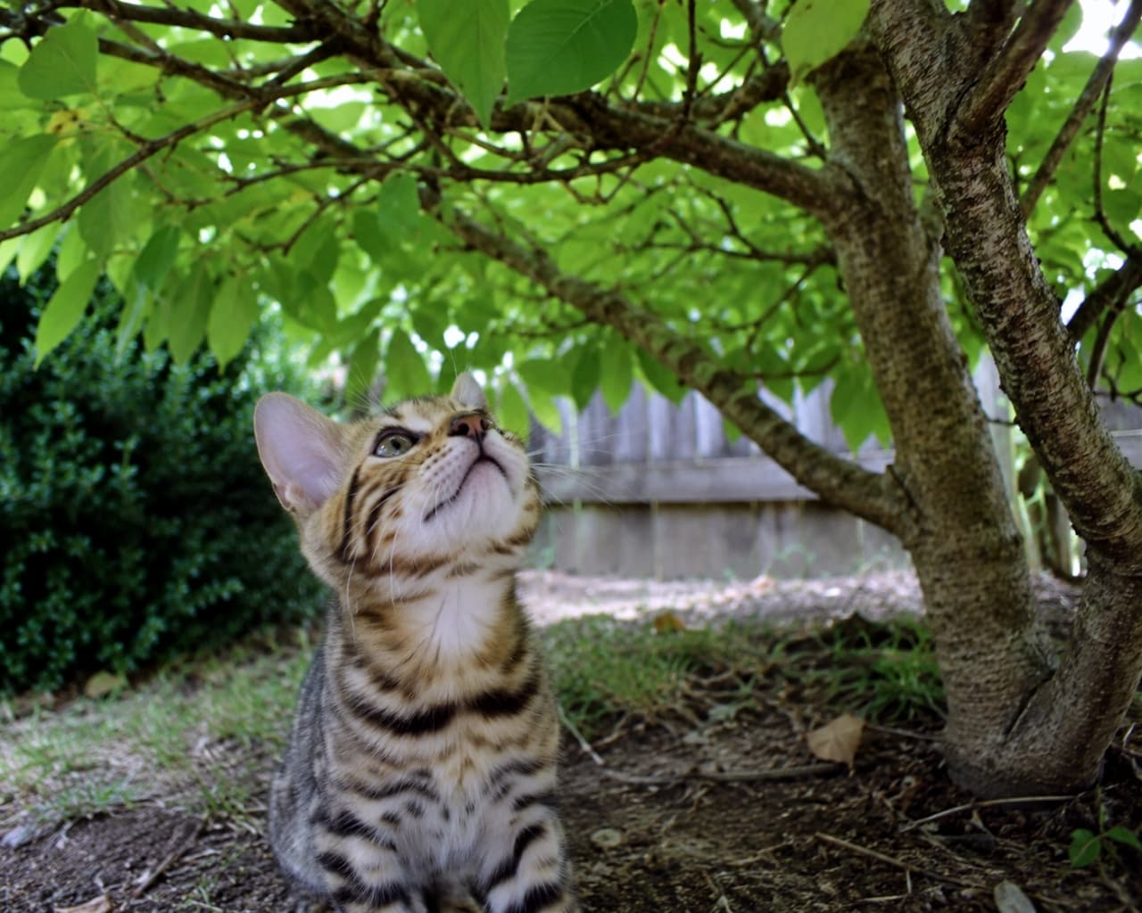 「葉っぱの隙間から何が見えるのかな？🌿お外の世界にワクワクが止まらない子猫の冒険タイム🐾」Ultra-realistic high-quality photograph of a Bengal patterned kitten sitting under a tree, looking up at the green leaves in a sunlit garden. 庭の木の下に座り、木漏れ日や葉っぱを不思議そうに見上げるベンガル柄の子猫。美しい緑と自然光が調和した高品質な写真