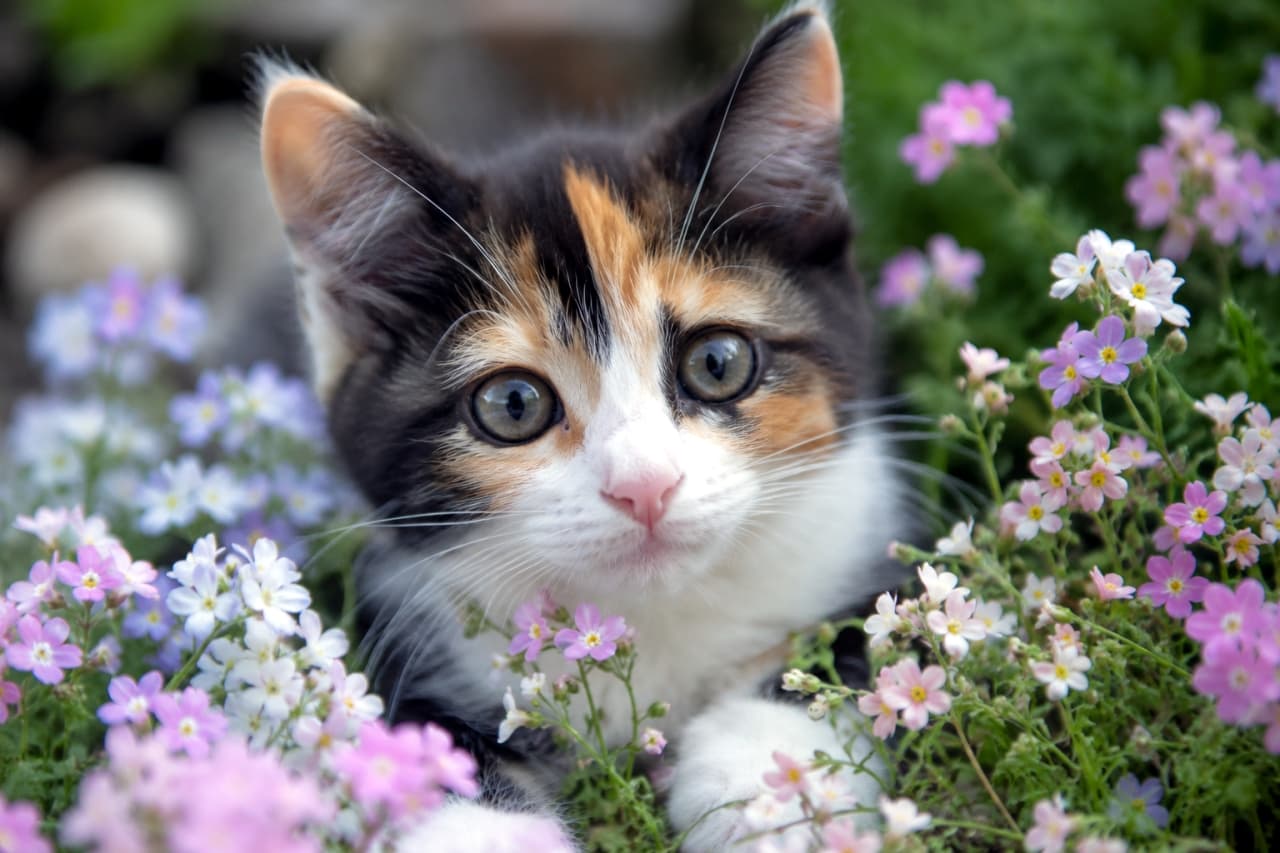 「お花畑の妖精さん発見！🧚‍♀️🌸 カラフルなお花と三毛猫ちゃんの組み合わせが春らしさ満点です🐈✨」Ultra-realistic high-quality photograph of a cute calico kitten looking at the camera surrounded by tiny pink, white, and purple flowers. ピンクや白、薄紫の小さな花畑の中に埋もれるようにして、カメラを見つめる三毛の子猫