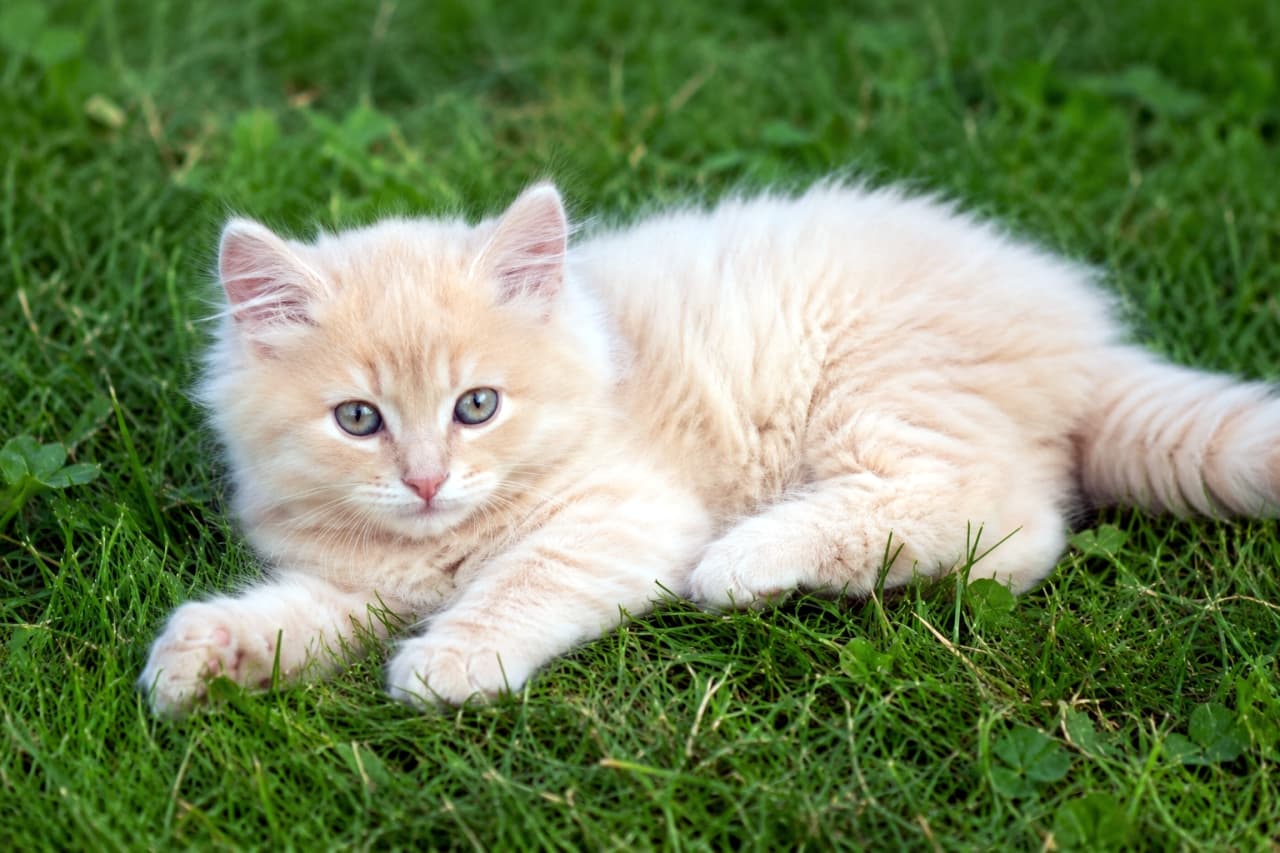 「お外の空気が気持ちいいニャ☀️ふわふわ毛並みがたまらない、癒し度100%の子猫ちゃんです🐾」Ultra-realistic high-quality photograph of a fluffy cream-colored kitten laying on lush green grass, illuminated by soft natural light. 青々とした芝生の上に寝そべる、長毛でクリーム色の可愛らしい子猫。柔らかい自然光がふわふわの毛並みを照らしている高画質な写真