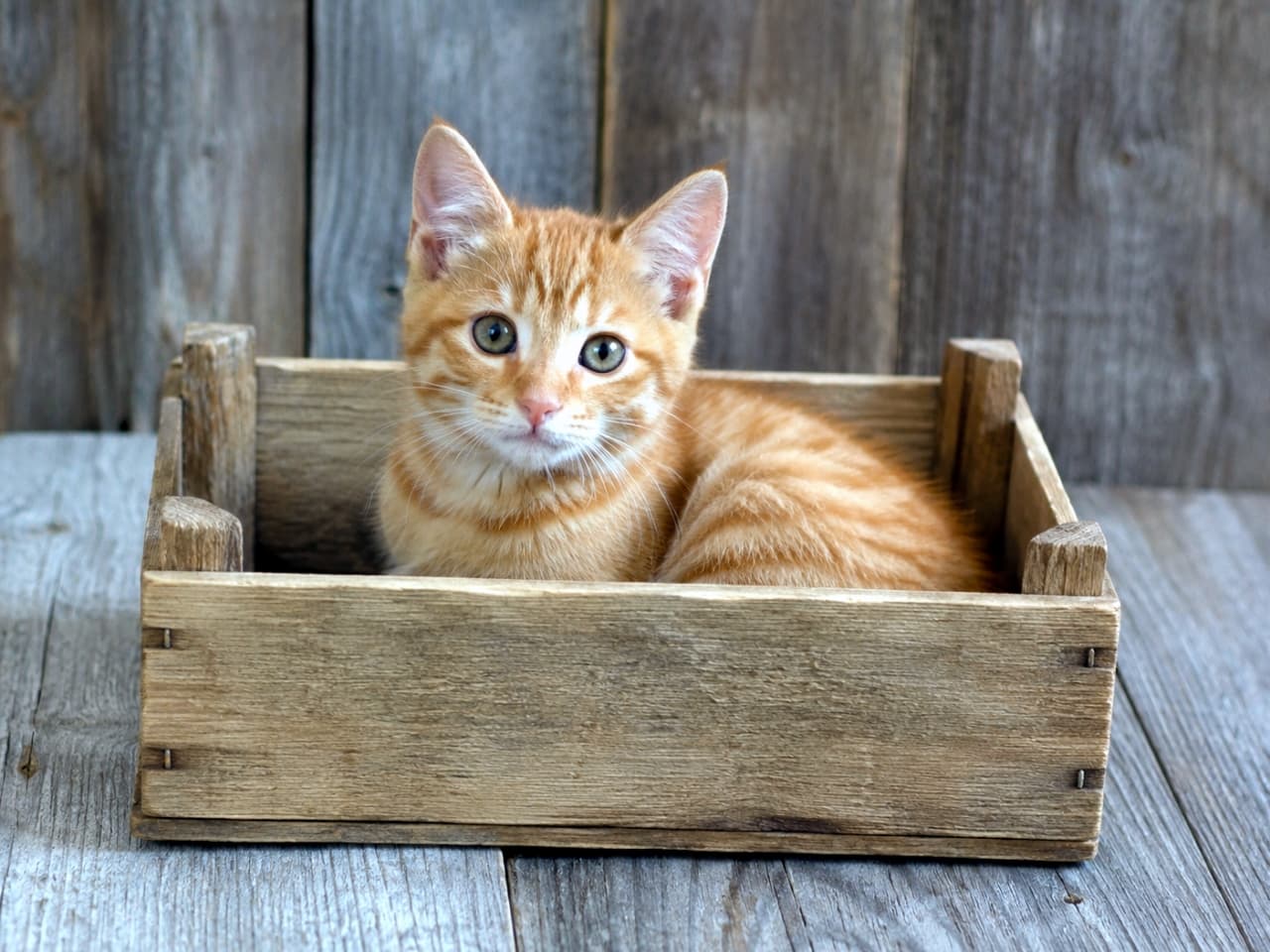 「ぴったりサイズだにゃ〜📦🐈 木箱にすっぽり収まってリラックスモードの茶トラちゃんです🧡」Ultra-realistic high-quality photograph of a ginger kitten resting comfortably inside a rustic wooden crate. ヴィンテージ風の木箱の中にすっぽりと収まり、リラックスした様子でこちらを見る茶トラの子猫