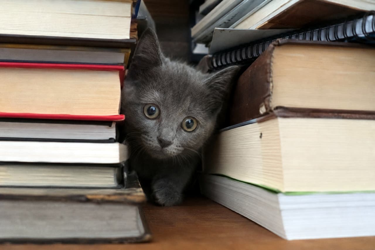 「本の間からかくれんぼ📖👀「読んでないで遊んでにゃ〜」って声が聞こえてきそうなお茶目な一枚🐾」Ultra-realistic high-quality photograph of a cute gray kitten peeking out from between randomly stacked books. 無造作に積まれたたくさんの本の間から、ひょっこりと顔を出して覗き込むグレーの子猫。知的な雰囲気と愛らしさが同居する高画質写真