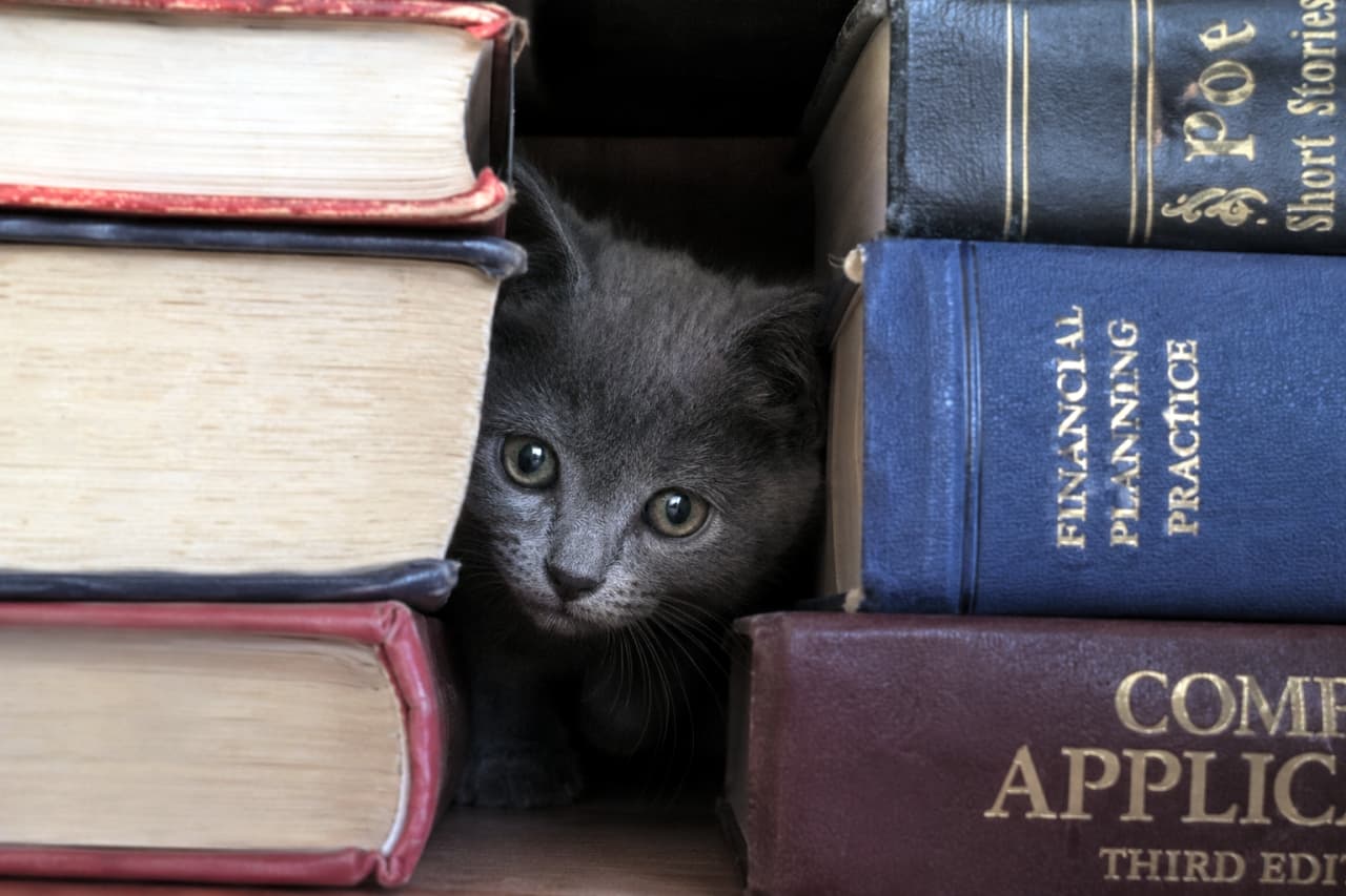 「難しい本のお勉強はおしまいにゃ！📚アンティークな洋書と子猫の組み合わせがおしゃれで映える✨」Ultra-realistic high-quality photograph of a gray kitten staring out from a narrow gap between thick vintage books. ヴィンテージ調の洋書や分厚い本が積まれた隙間から、じっとこちらを見つめるグレーの子猫。落ち着いた色調が美しい高品質な写真
