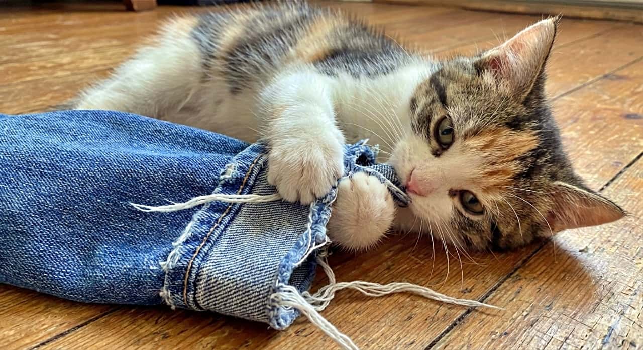 A photorealistic image of a kitten lying on a wooden floor, gripping the frayed cuff of blue denim jeans with its paws and biting at the loose threads. The single-layered cuff and highly detailed denim texture are highlighted by natural lighting. 木の床に横たわる子猫が、青いデニムジーンズのほつれた裾を前足で掴み、糸のほつれ部分を噛んでいる様子。裾は一枚仕立てで自然な形状をしており、デニム生地の質感が自然光によって写実的に際立っている