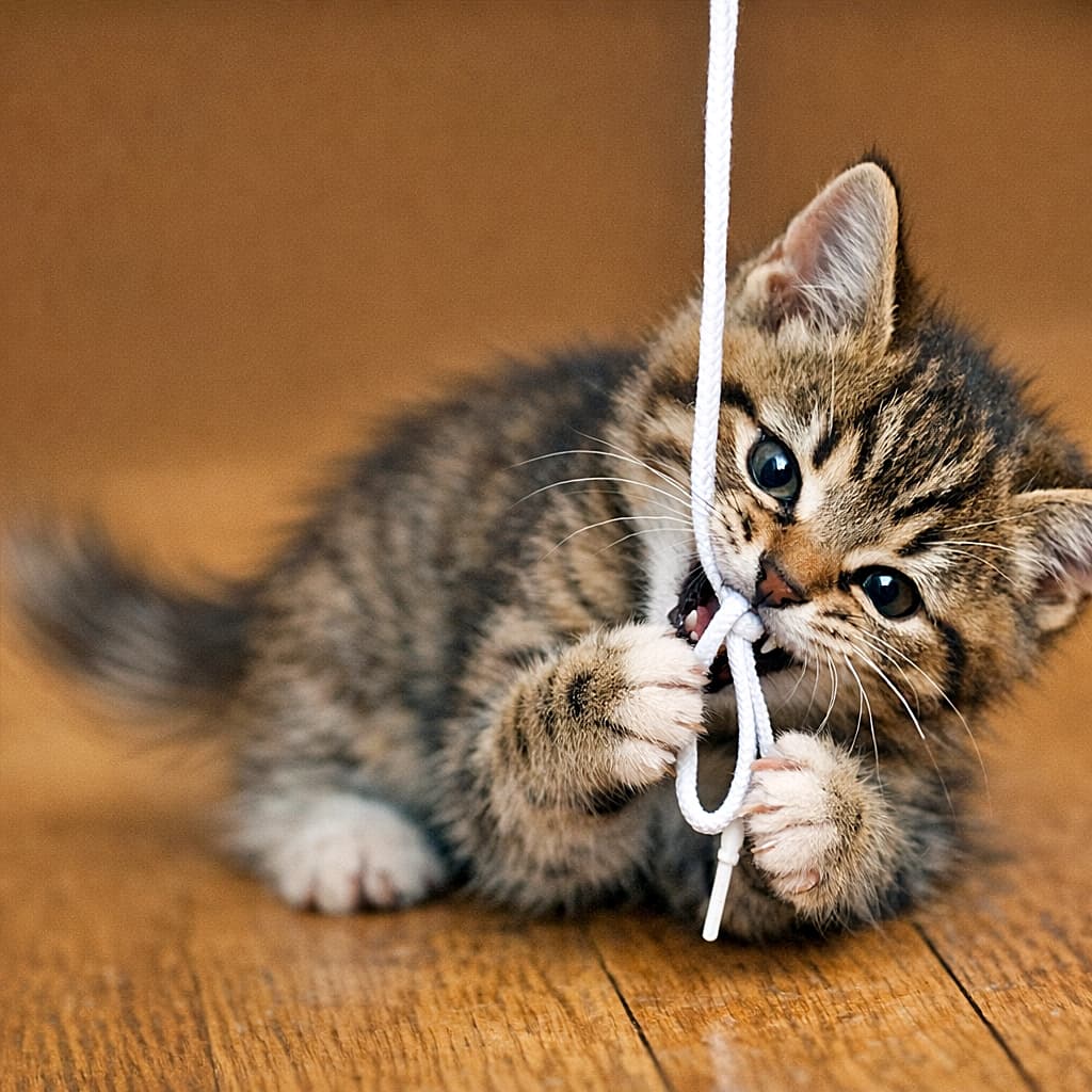 「揺れる紐はボクの獲物！🐾 ガブッと捕まえて離さないぞ〜😼 尻尾ブンブン、元気いっぱい！✨」Close-up shot of a playful tabby kitten lying on a wooden floor, grasping and biting a dangling white shoelace. The kitten's tail is blurred due to motion, emphasizing its energetic movement. 木の床の上で、ぶら下がった白い靴紐を前足で捕まえ、楽しそうに噛み付いているキジトラ子猫のクローズアップ。尻尾には動きによるブレ（モーションブラー）があり、躍動感が表現されている